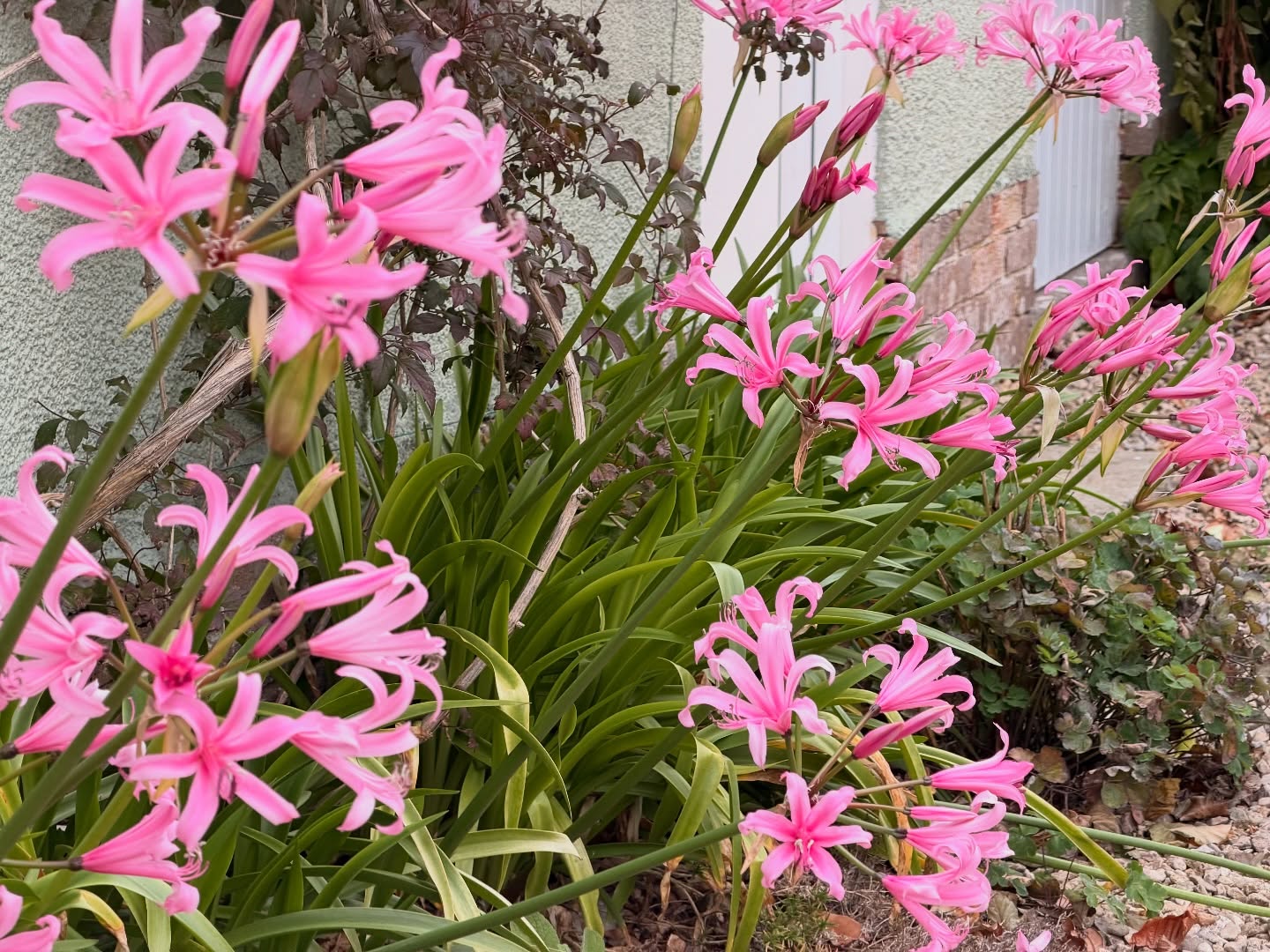 🥶 Today has that first real chill in the air…
I guess Autumn has officially arrived 🍂✨ But this beautiful garden we look after is still bursting with colour! 🌹🌼💐 From the roses to the late blooms, it’s amazing how much life is still showing through the season change.
We’ve been caring for this garden since June 🌱🧑🌾, and looking back we’ve come such a long way. The transformation so far makes us proud, and yet there’s still SO much more to do 🌿💪 Every season brings new challenges and rewards, and we’re here for all of it!
🌳🍁 Here’s to a colourful Autumn ahead 🌺🌞
#AutumnVibes #GardenCare #ChillyButBeautiful #SeasonOfChange #RosesOfInstagram #FlowerPower #AutumnBlooms #GardenersLife #NatureLovers #ColourfulGarden #GardenInspo #FromJunetoNow #GardenGoals #LoveNature