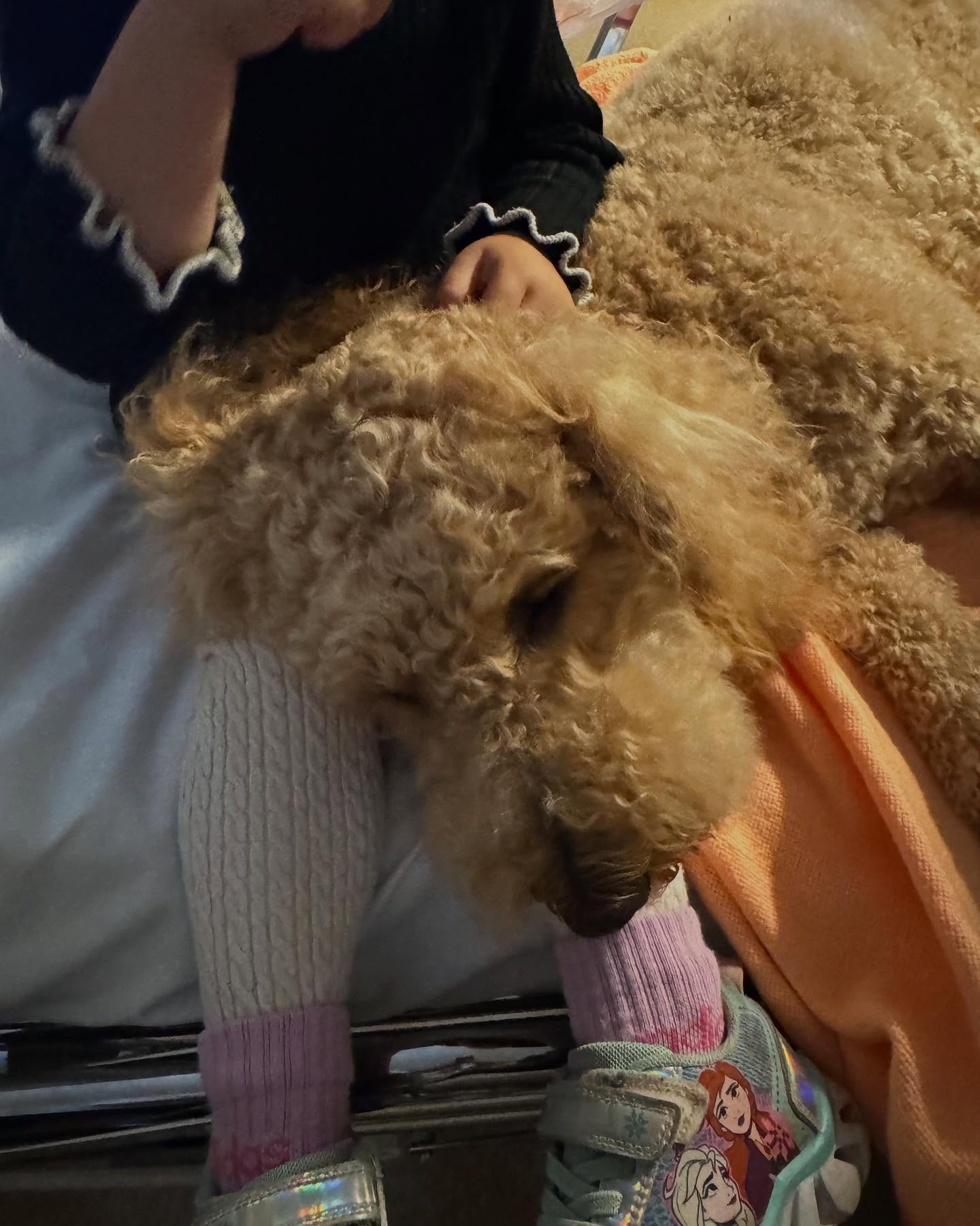 Sjukhushund❣️Bästa vännen och medicinen! (Foto med samtycke)🐶 #sjukhushund #sjukhus #hund #hospital #dog #Mälarsjukhuset #MSE #regiongavleborg #akademiskasjukhuset #vänner #friends❤️