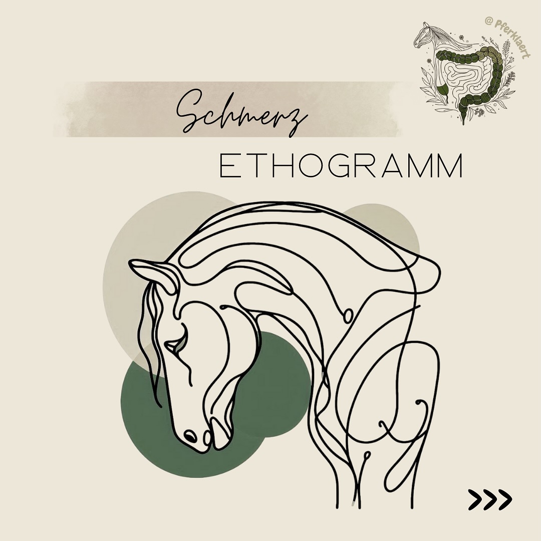 Schmerzen beim Pferd – wie erkenne ich sie?
Schmerz ist biologisch gesehen etwas Sinnvolles: Er schützt den Körper, indem er dazu führt, dass Verletzungen geschont werden. Doch während wir Menschen oft laut klagen, sind Pferde Meister darin, still zu leiden. Das macht es für uns als Besitzer so schwer und gleichzeitig so wichtig, ihre feinen Signale zu verstehen.
👉 Wichtig zu wissen: Pferde können Schmerzen niemals vortäuschen. Reaktionen wie Lahmen, Abwehr beim Satteln oder ein verändertes Verhalten sind echte Hinweise darauf, dass etwas nicht stimmt.
🔎 Warum zeigen Pferde Schmerzen so selten laut?
In freier Wildbahn hätte ein verletztes Pferd, das durch Laute auf sich aufmerksam macht, kaum Überlebenschancen. Deshalb haben Pferde gelernt, Schmerzen still zu ertragen. Dieses Verhalten steckt bis heute tief in ihren Genen, auch bei unseren Hauspferden.
Selbst bei starker Kolik, Hufrehe oder Geburt hört man meist nur ein Seufzen, Stöhnen oder Zähneknirschen. Schmerzschreie sind extrem selten und nur in größter Not zu beobachten.
🐎 Wie äußern sich Schmerzen dann?
Da Pferde kaum Laute von sich geben, müssen wir auf Körpersprache, Mimik und Verhalten achten.
Typische Anzeichen sind:
* auffällige Bewegungen (z. B. Scharren, Hin- und Hertreten, Wälzen, Bauchschauen)
* Lahmheiten, steife Bewegungen oder unnatürliche Körperhaltungen
* Muskelzittern, Krämpfe, häufiges Hinlegen
* veränderte Fressgewohnheiten oder stumpfes Fell
* Apathie oder plötzliche Aggression
* Schmerzgesicht: angespannte Ohren, eingefallene Augen, verspannte Kaumuskulatur, zusammengepresste Lippen, geblähte Nüstern
🧠 Schmerzgedächtnis beim Pferd
Ein Pferd merkt sich Schmerzen und das kann sein Verhalten langfristig beeinflussen. Ein Beispiel: Wurde es einmal mit einem unpassenden Sattel geritten, verbindet es auch später einen angepassten Sattel noch mit Schmerz. Dieses sogenannte Schmerzgedächtnis erklärt, warum Pferde manchmal schon bei der kleinsten Berührung mit Abwehr reagieren.
⬇️
