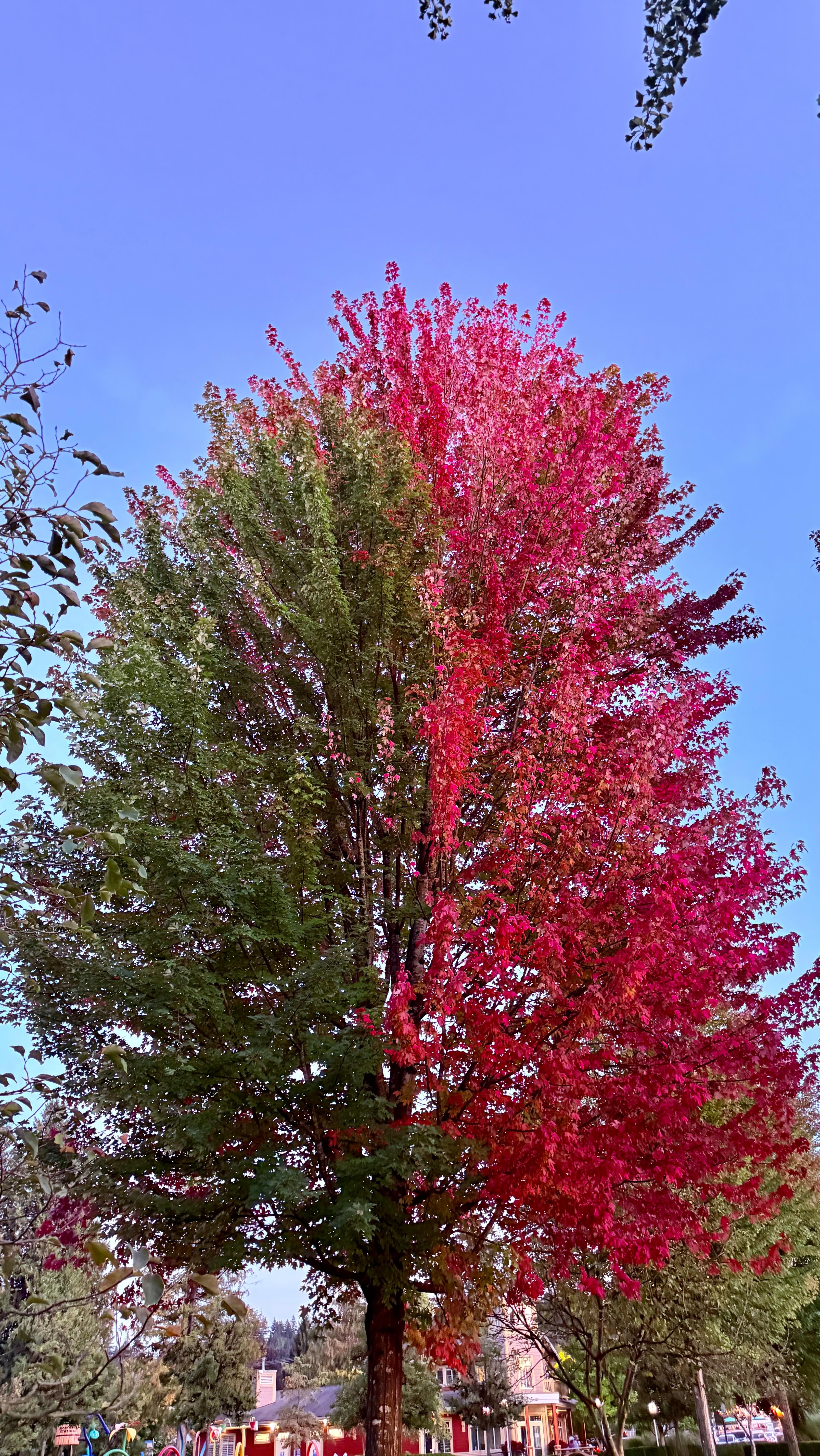 Fall is nature’s way of reminding us to reset 🍂✨ Here’s your ultimate Fall Reset Guide 2025 — from cozy spaces to chic outfits to mindful rituals. Link in bio! #FallReset #FallReset2025 #AutumnReset #LifestyleBlog #FallWellness #FallVibes #CozySeason #FallAesthetic #AutumnLifestyle #MindfulLiving #FallFashion2025 #CozyHomeDecor #livingtheshriyaway