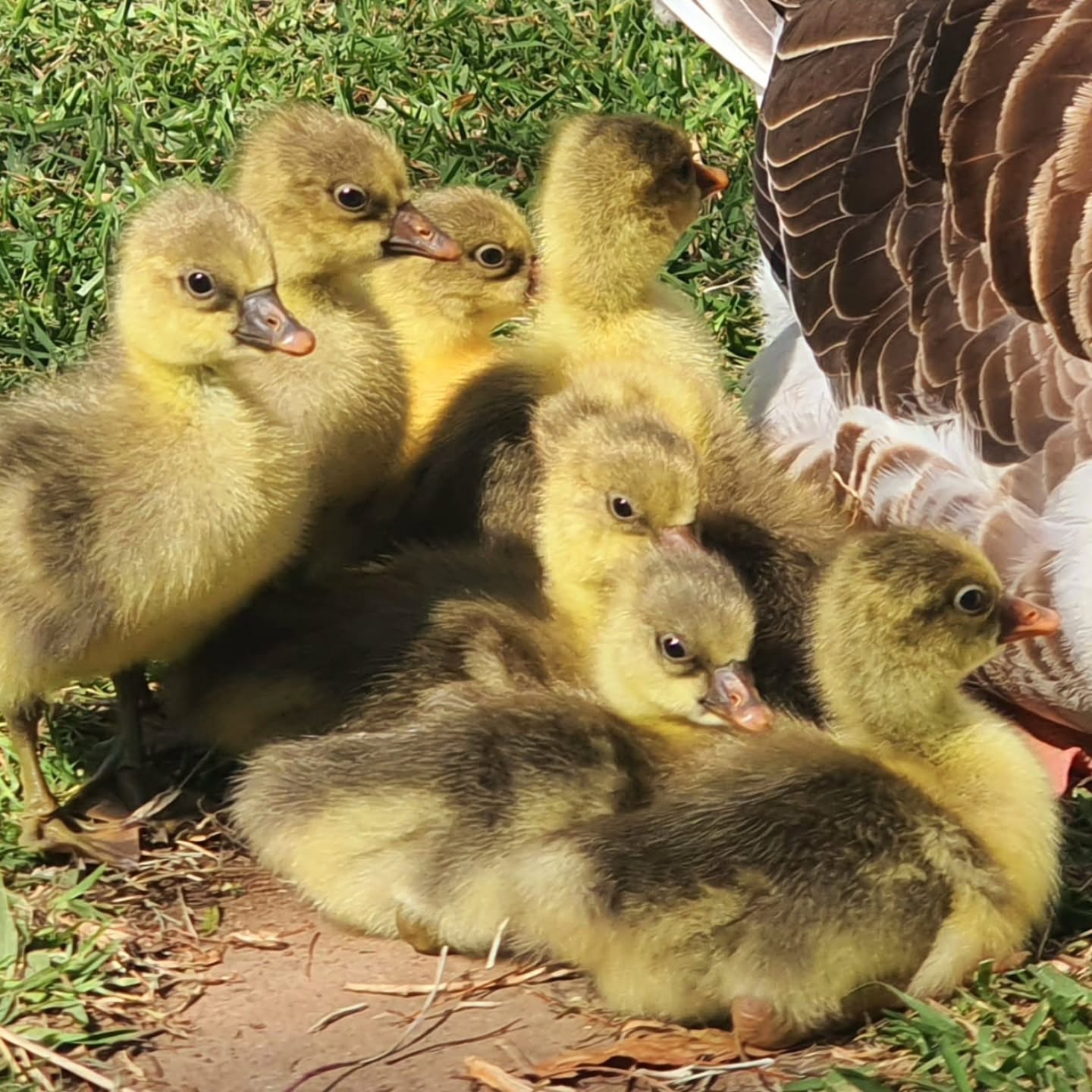 The time has finally come for our goose, Stormi, to become a goose mumma, and oh my goodness has she made us proud! 8 adorable goslings! And what a team of capable geese guarding this sweet little brood, Frida has been playing the role of midwife, and not left Stormi's side for the past 2 weeks, she's now protecting the little ones alond side their mother, and King, our papa goose, who hasn't left their side. What a beautiful little family, we are so lucky to have them on Monks Lane farm💛💛
.
.
#goose #geese #goslings #pilgrimgeese #pilgrimgoslings #babygeese #dayoldgosling #goosefamily