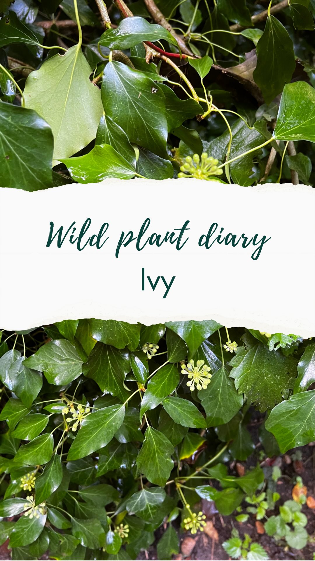 🌿 Ivy is bursting into bloom just as most other flowers fade. Its nectar is a lifeline for bees, butterflies and the ivy bee that depends on it entirely. In folklore, ivy was sacred to Bacchus, god of wine and wild ecstasy, and linked to Gaia, the Earth Mother, as a symbol of resilience and renewal. A plant of both myth and survival. 🌿🐝
🌸🌱Subscribe to follow my Wild Plant Diaries 🌿
I’m sharing the plants I spot in everyday life to show how easy (and joyful!) it is to notice the wild friends growing around us. I have an interest in foraging and crafting with wild plants and also in folklore and mythology. A world where we know them is a better one—for us and for the planet. Follow me if you would like to join along to learn more✨
⸻
#LoveWildPlants #WildPlantDiaries #ForagingFolklore #PollinatorFriendly #EverydayNature #PlantsAndMyth #EcoConnection