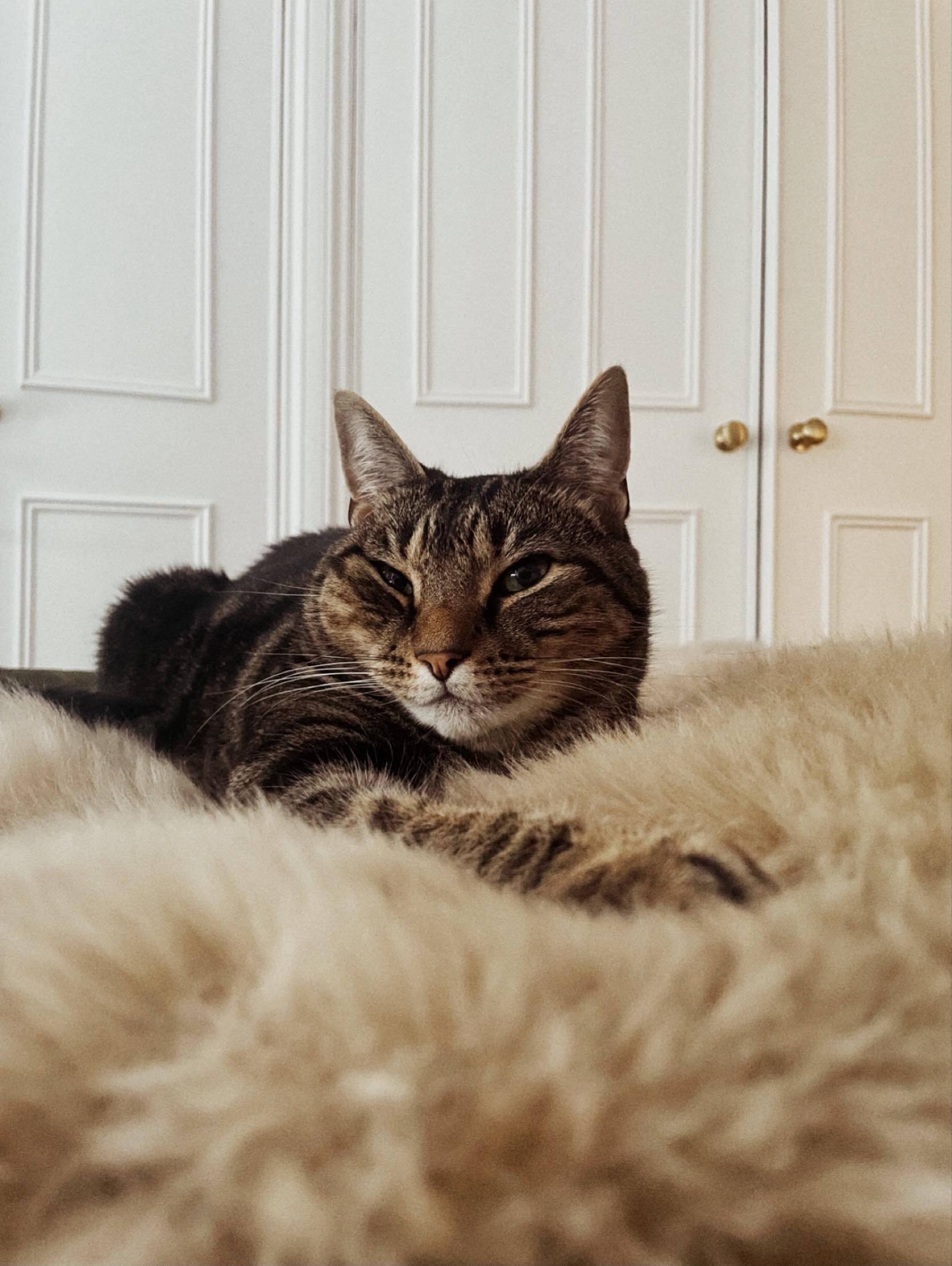 “Keeping an eye on my daddy” 😐👀 #Theodonk #catsçatscats #montpelierdecoration #insipiration #montpelierdecoration #MontpelierPlace #montpeliermaker #themontpelierdecorator #cushionhappy #handmade #montpelier #cushions #floral #floralcushions #artisancushions #vintagecushions #vintagetextiles #retrocushions #interiordesign #brightonmaker #handmadecushions #feathercushions #statementcushions #oneofakind #Brighton #brightonandhove