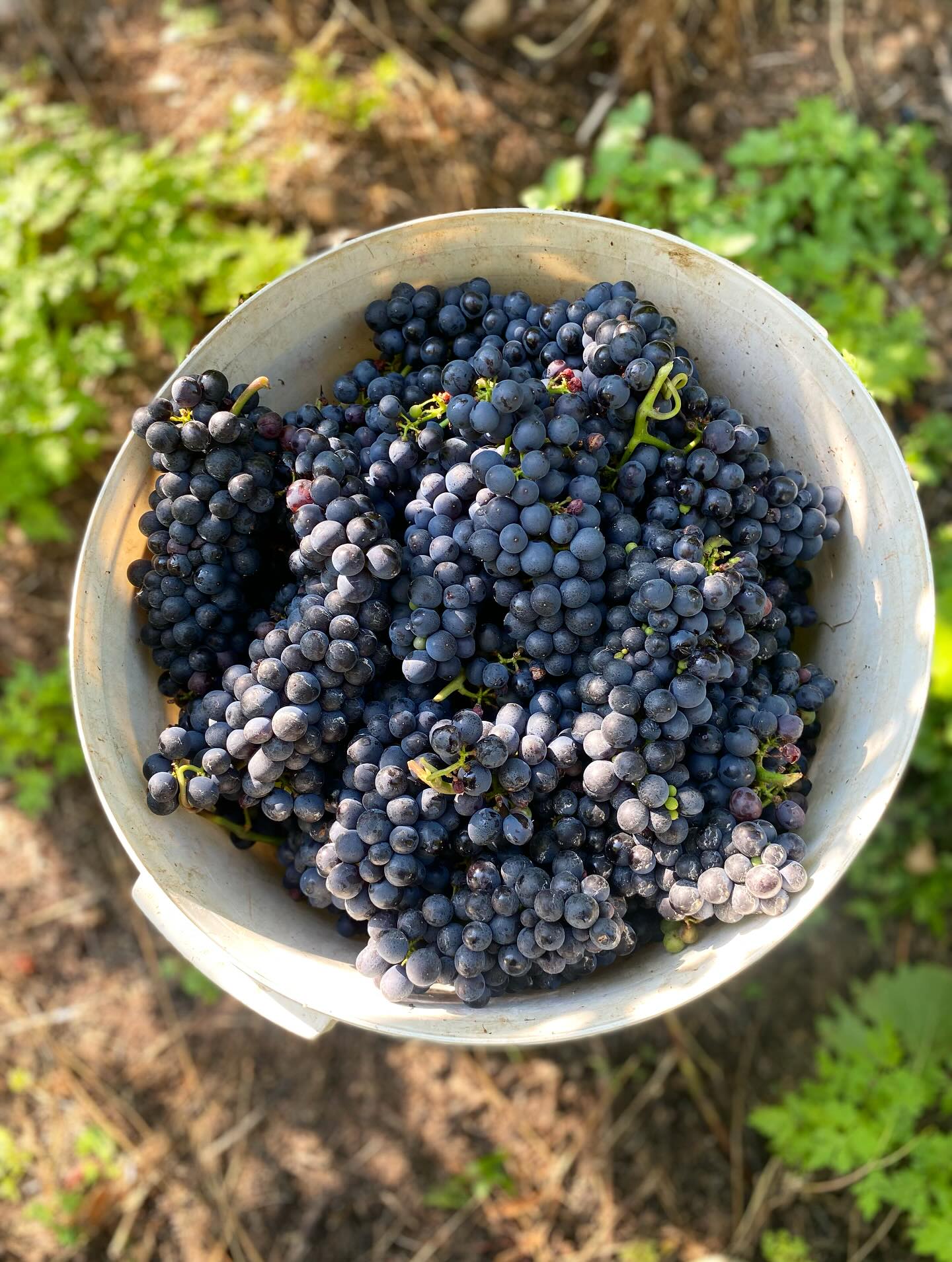 Super fieri di tutta la nostra fantastica squadra che anche quest’anno ha portato a casa una nuova vendemmia 🫶🏻🍇
#harvest2025 #teamwork #panemortadella