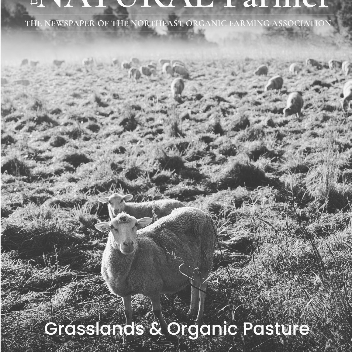 The Grasslands & Organic Pasture issue is LIVE on our website. @new_england_grazing_network @nofavermont @nofanewyork @theshelterbelts