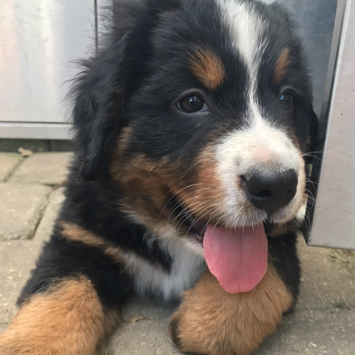 7 years since we brought our Ernie home! Our first Berner, and certainly not our last 🖤🤍🤎