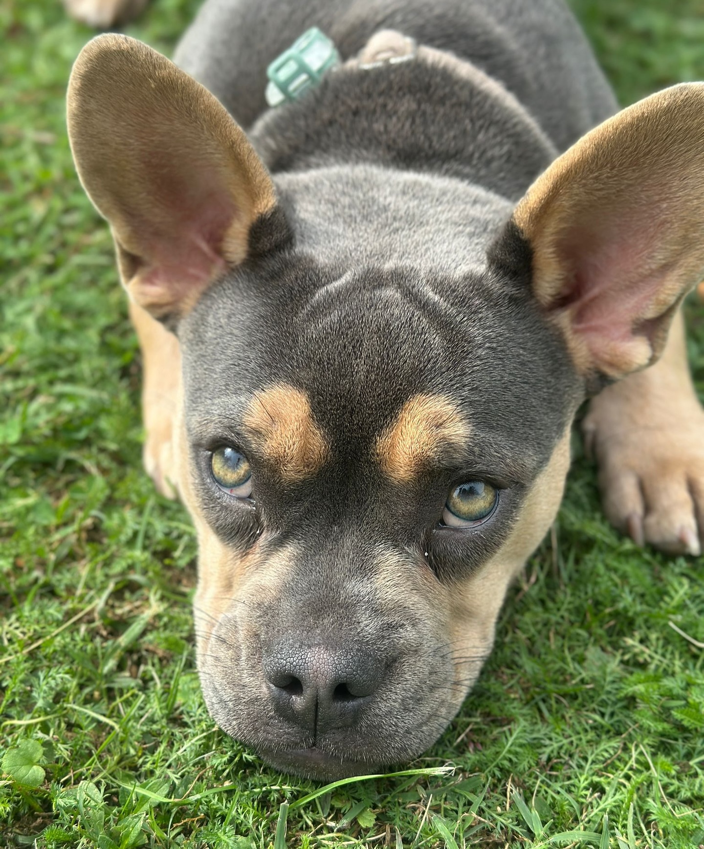 MEDEA ✨ 🥹❤️
Wunderschöne #Nachzuchthündin in blue tan 💙
Als Welpe hatte Medea die kürzeste Nase im ganzen Wurf – das habe ich auch der damaligen Interessentin gesagt. Mir ist immer wichtig, ehrlich zu sein, damit es keine falschen Erwartungen gibt. Sie machte sich Sorgen, ob die Nase vielleicht zu kurz sein wird. Ich meinte nur: Keine Angst, sie wird schon Nase haben – vielleicht einfach nicht extrem.
Und siehe da: Ich habe mich geirrt 😅 Ihre Nase ist mega lang, ohne Falte – einfach traumhaft! 😍
Die Besitzerin ist heute überglücklich, weil ihre Erwartungen nicht nur erfüllt, sondern weit übertroffen wurden. ❤️🙏 Lieber so, als umgekehrt 😀.
#AlphaBully #huskyfrenchie #sportlichebulldogge #französischebulldoggen #bulldoggswithnoses #bullymitnase #healthyfrenchie #frenchiesofinstagram #sportlichefrenchies #nasenbär #retrofrenchie #französischebulldogge #französischebulldoggedeutschland #französischebulldoggeschweiz #bullysmitnase #frenchiebreeder #bulldoggezüchter