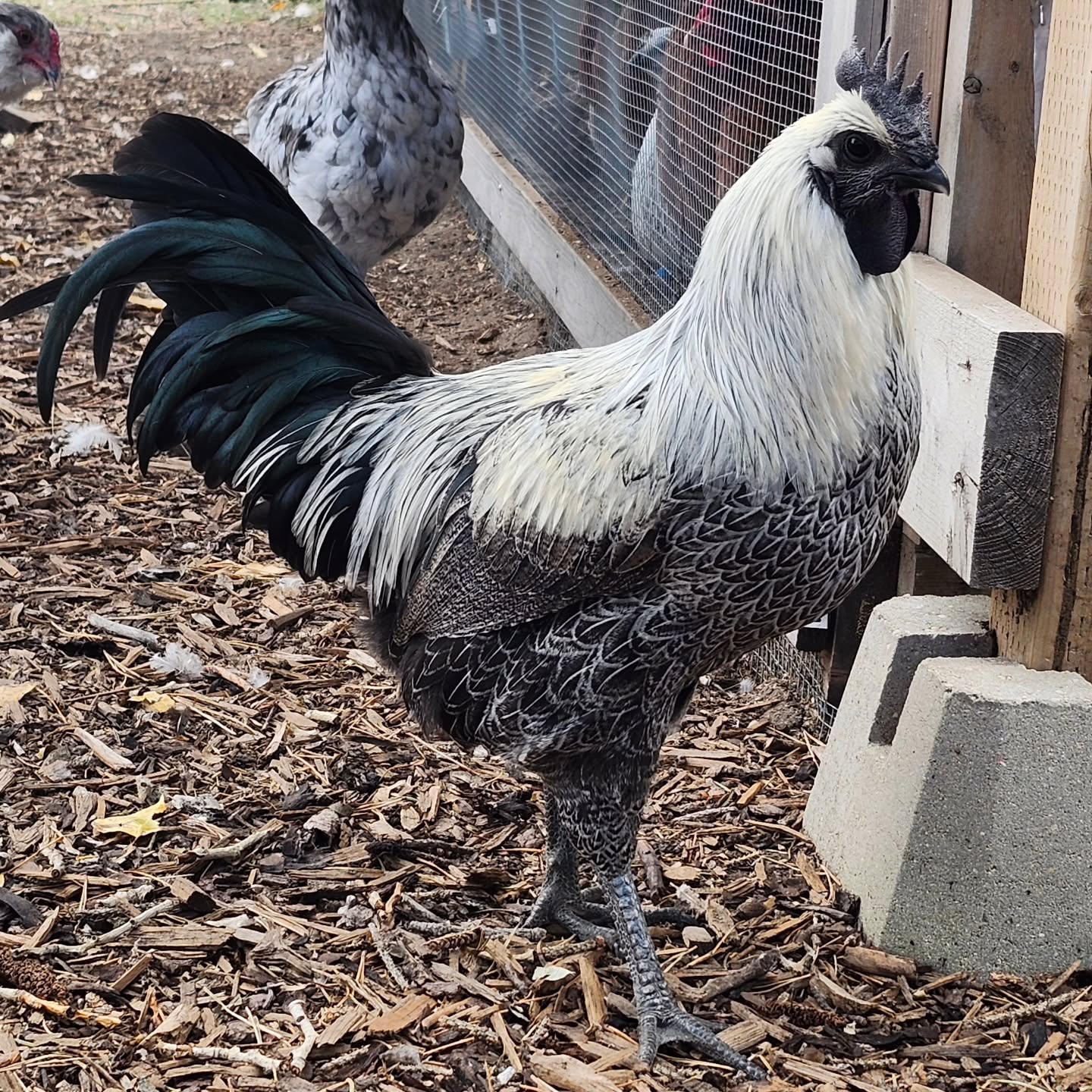 Our second Hmong rooster to join our breeding pen next year, beside our main boy Ceasar. For now, he's hanging out with the rest of the young bachelors.
I'm very excited about this boy, he's stunning!