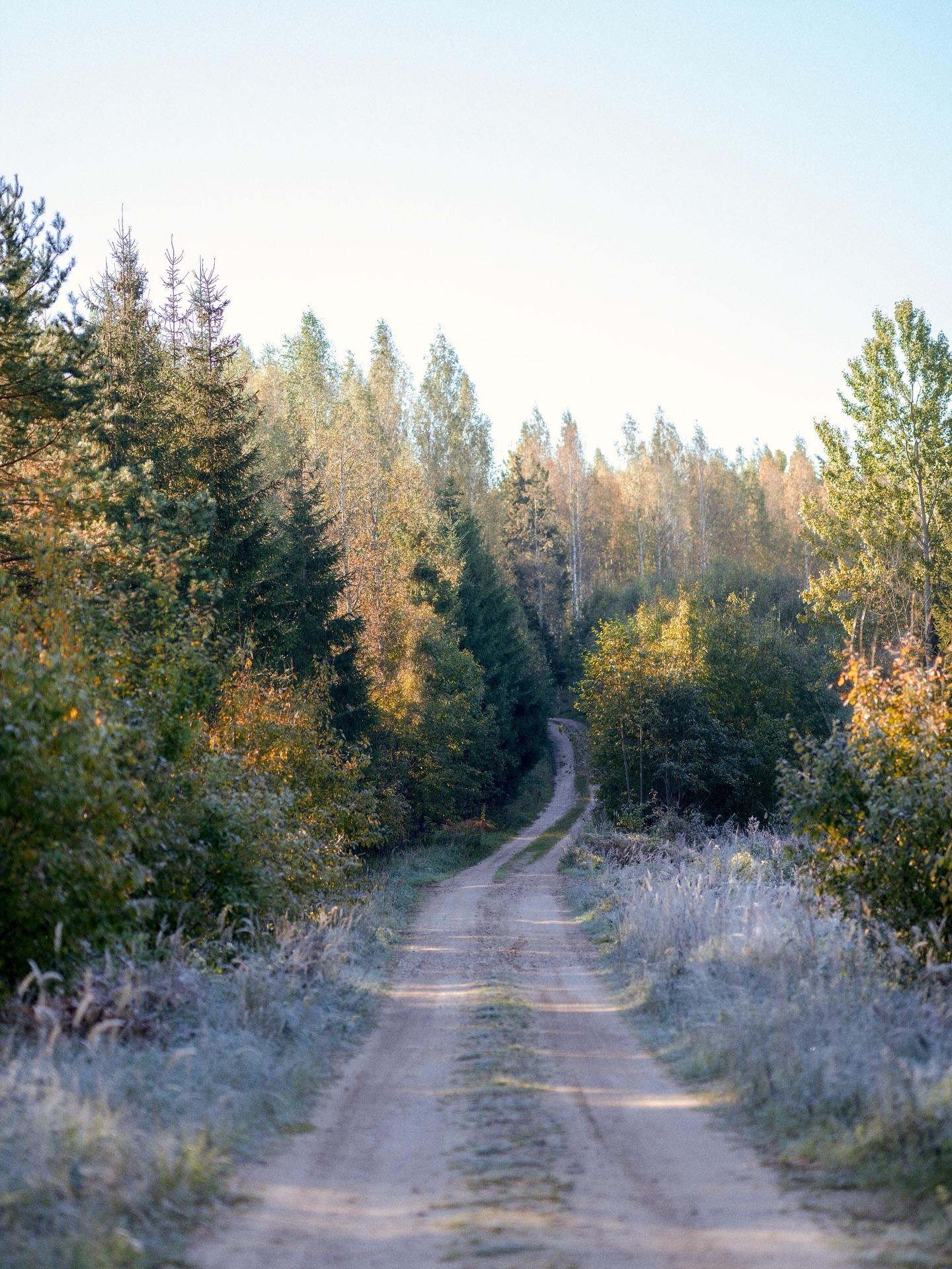 September nature in Meenikunno bog, Estonia 🤍🍂
Saved my favourites for last - how cool are these huge ants nests? :)
@riigimets #estoniannature #visitestonia