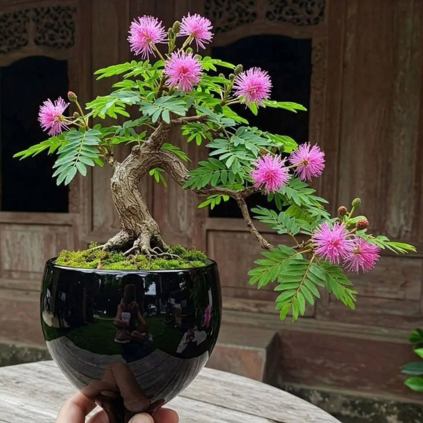 🌸 Tiny Tree, Big Impact! 🌸
We came across this breathtaking Mimosa Tree (Albizia julibrissin) bonsai and had to share it with you. Those feathery green leaves and fluffy pink blooms look like miniature fireworks — a true showstopper! 🪴💗
Bonsai artists around the world create living sculptures like this by patiently shaping full-size trees into tiny, thriving masterpieces. 🌿✨ It’s proof you don’t need a huge garden to grow something extraordinary.
💬 Have you ever tried to create a bonsai like this?
We’d love to hear about your experience (or your bonsai dreams!) in the comments below. 👇
#ChicagoBloom #MimosaTree #AlbiziaJulibrissin #BonsaiArt #UrbanGardening #PlantLovers #MiniGarden #ContainerGardening #PlantGoals #BloomWhereYouArePlanted