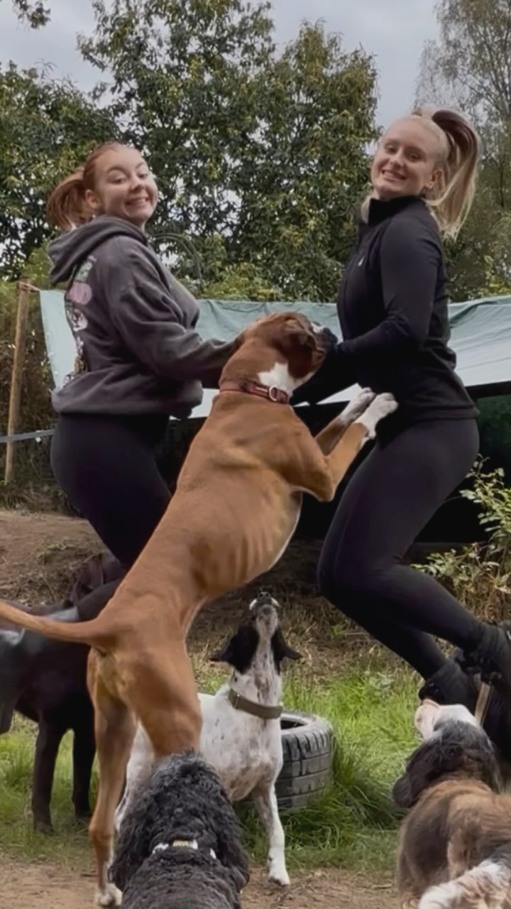 Just another day at the office! 💁🏼♀️🐕 who thinks we nailed these poses? 👌🏼😉
#duncans #doggydaycare #doglife #dog #doggydaycareuk #dogdaycarelife #doglovers #doglover #doggo #dogoftheday #woof #duncansdoggydaycare #ddd #ddc #duncansdogco #cobhamdoggydaycare #surreydog #surreydogs #londondog #londondogs #dogsofinstagram #dogsoflondon #tiktoktrends