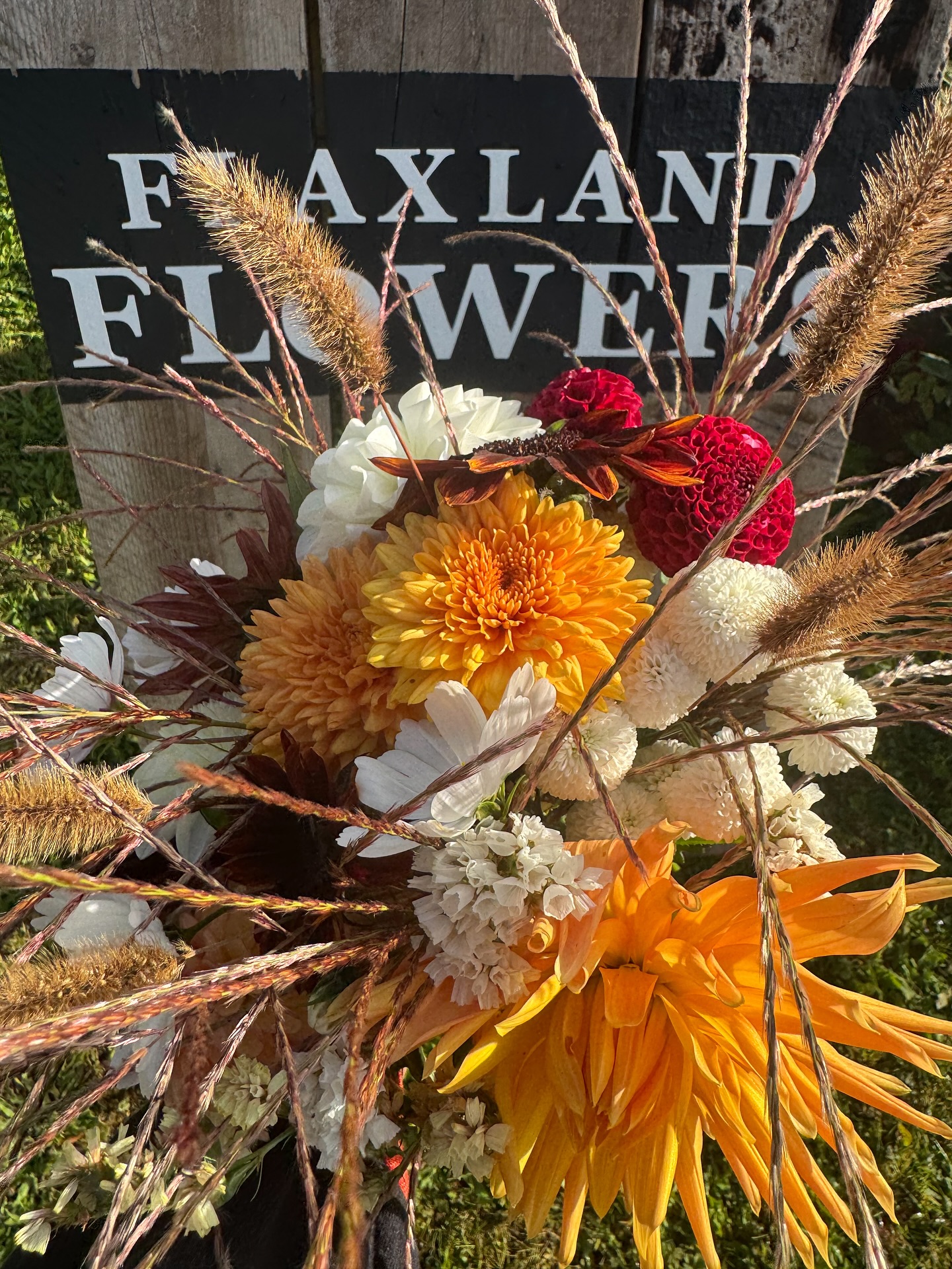 Rays of Maiden Grass & Foxtail Millet greet the Autumn Equinox as light meets dark
Crimson, burnt orange & white dahlias, chrysanthemums, sunflowers
Seasonal Norfolk bouquet
Thank you @hairbyleahvictoria_ 🧡
#bouquet #seasonalflowers #autumnflowers #autumn #equinox #septemberflowers #localflowers #norfolkflowers #florist #norwich #wymondham #norfolkflorist #boho #dahlia #sustainablefloristry
#floraldesign #flowerstagram