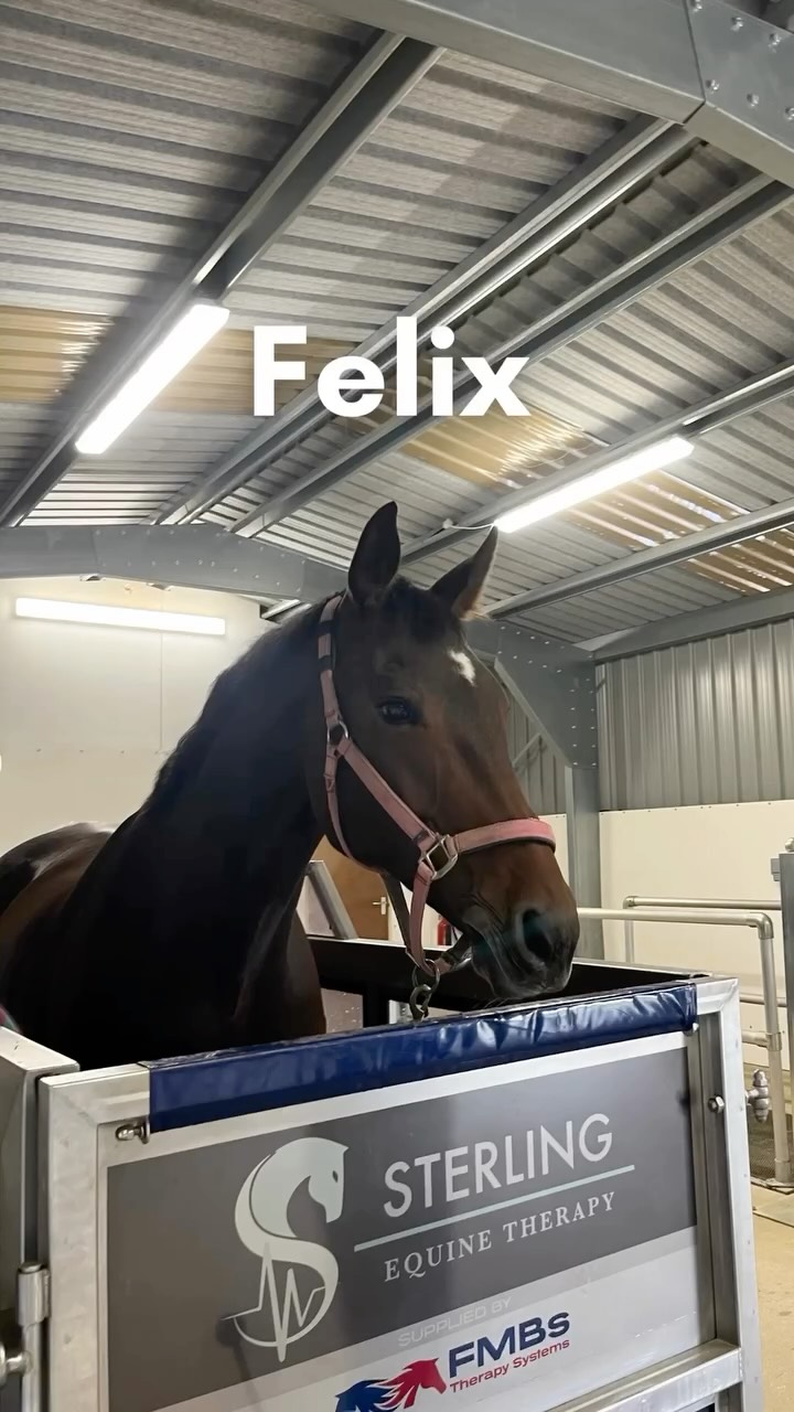 Saturday Spa Round-Up! 🐴💦
From rehab to fitness, our treadmill has been busy keeping these horses happy, healthy, and moving their best. Here’s a look at some of the beautiful horses who’ve joined us this week. 🌊✨
#EquineHydrotherapy #HorseTreadmill #WeeklyRoundUp #EquineRehab #SaturdayVibes