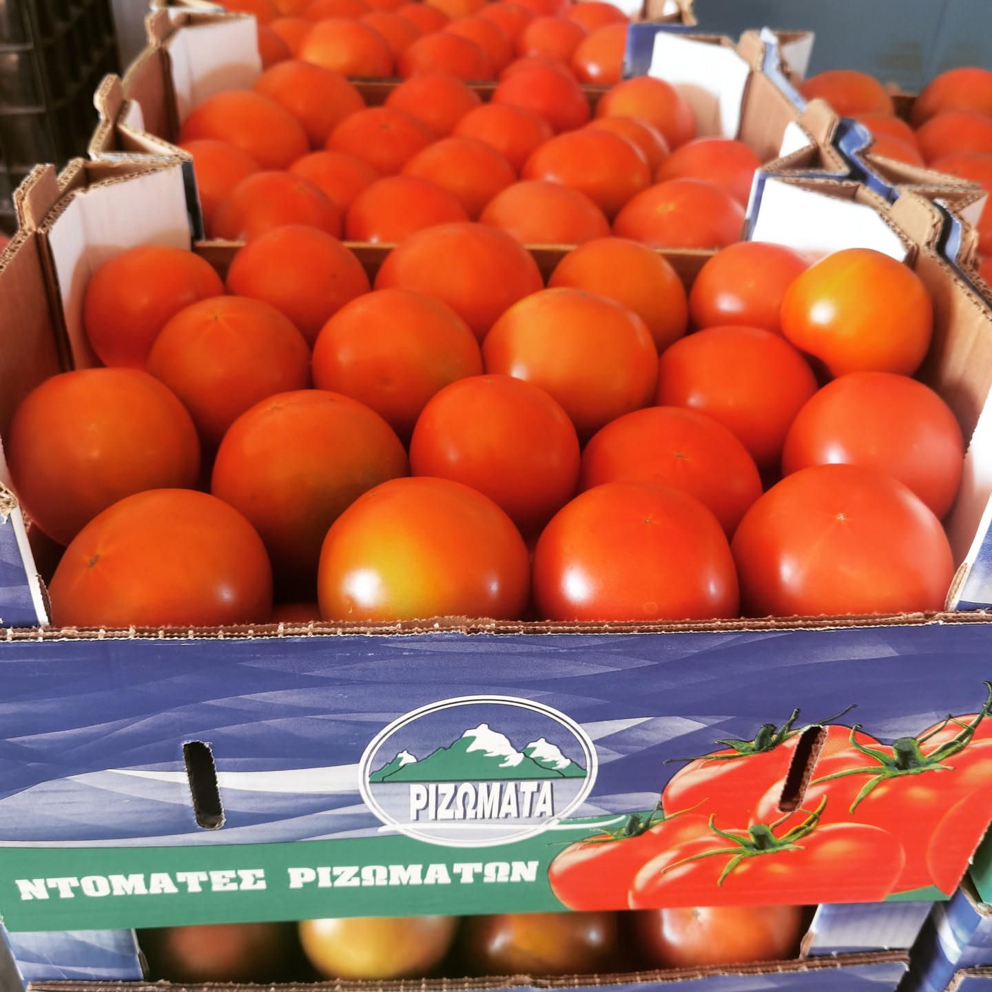 Στο κατάστημά μας θα βρείτε τις γευστικότατες ντομάτες από τα Ριζώματα, έναν ημιορεινό οικισμό της Ημαθίας, χτισμένο στα 650 μέτρα υψόμετρο, στις πλαγιές της Βέροιας. Ο συνδυασμός κλίματος και εδάφους προσφέρει καθημερινά την καλύτερη ποιοτική ντομάτα της εποχής. Με γεύση και μυρωδιά που ξυπνούν αναμνήσεις, θυμίζουν τις εποχές που έκοβες ντομάτα από τον μπαξέ και γέμιζε αρώματα ολόκληρη η γειτονιά.
Την διαφορά στην γεύση και την ποιότητα όμως την καλλιεργούν οι χρόνιοι συνεργάτες του Φρουτοράματος. Με την πολύχρονη τους εμπειρία μέσα σε όλα αυτά τα χρόνια, έχουν μάθει όλα τα κόλπα και τις τεχνικές όχι απλώς για να φυτεύσουν μία γευστική ντομάτα αλλά και μία ντομάτα αντοχής. Οι ντομάτες είναι τόσο δοκιμασμένες στην εσωτερική αγορά όσο και στο εξωτερικό χωρίς να έχει προκύψει ποτέ κάποιο ποιοτικό πρόβλημα.
Τα τελευταία χρόνια λόγο της ανθεκτικότητας έχει επικρατήσει στις αγορές η ποικιλία Ekstasis F1. Είναι αναρριχώμενη ντομάτα υβριδική με σφικτούς κόκκινους αρωματικούς καρπούς. Η προτίμηση που έχετε δείξει για την συγκεκριμένη ντομάτα σε συνδυασμό με την απουσία ενός αξιόλογου ανταγωνιστή, έχουν αναδείξει ένα απλό ορεινό χωριό σε κέντρο εμπορίου ντομάτας!! Από τέλη Αυγούστου μέχρι τέλη Οκτωβρίου η επικρατέστερη ντομάτα της αγοράς είναι διαθέσιμη στο Φρουτόραμα !!