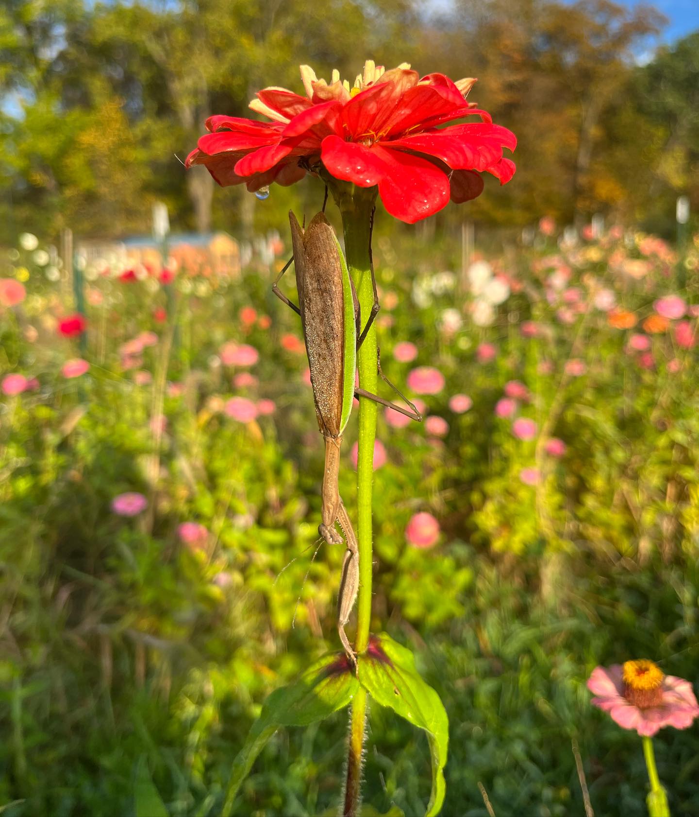 The field is filled with praying mantises. We found this one waiting for a meal beneath a zinnia umbrella.
#prayingmantis
#insect
#insectphotography
#flowerstagram
#zinnia
#flowerfarm
#upstateny
#hudsonvalley