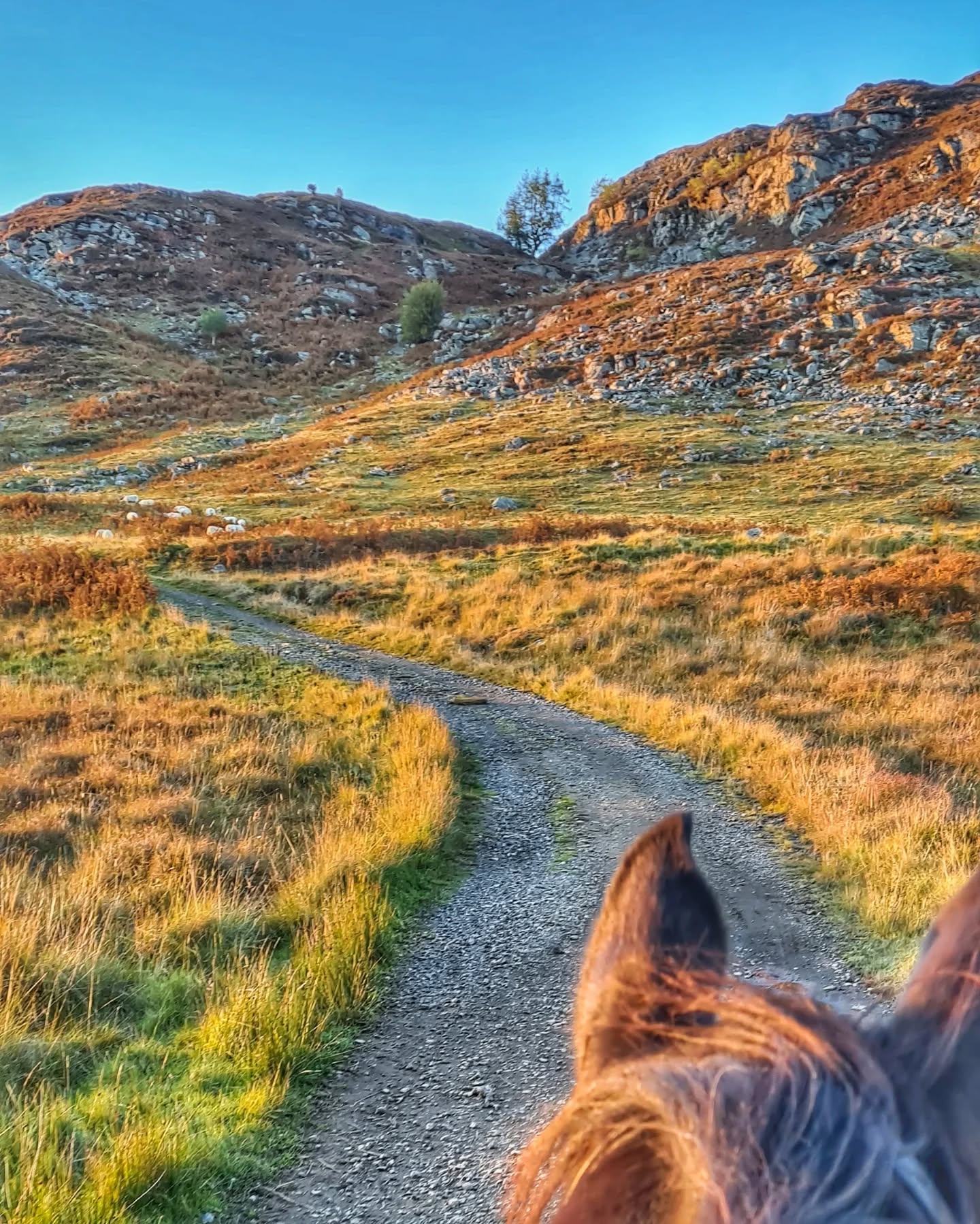 24hrs away - bivvying next to the ponies hearing the rhythmic sound of them eating grass, stunning weather, watching shooting stars, sunset and sunrise. Travelling with nature rather than through it, the steady beat of the ponies hooves, stopping to stare onto the distance when they felt like it, lunch stops in woodland glades.
The perfect mini adventure. I feel so connected to the old ways and to nature when I travel on ponies. You can't rush - it's their pace. Sometimes keen, sometimes steady - with regular snack stops to ensure enough fibre is in their system. I daydream of the past - how humans and animals moved through the countryside before wheels and motors.
And what I also love is the response from others. Confusion then understanding, a smile and a look of intrigue. Unlike when I travel on bikes when I get disdain from drivers and the odd nod or hello from walkers. People stop and want to talk. Something stirs in people when they see travelling with animals.
These amazing creatures oblige my whimsical ideas of taking time out of reality to slow down - and to disconnect to reconnect. And they seem to enjoy it. They are also reconnecting with their wild instincts and free roaming past.
#ponypacking #saddletramp #travelingram #instapony #scotland #expolopony #retiredpolopony #slowtravelling
