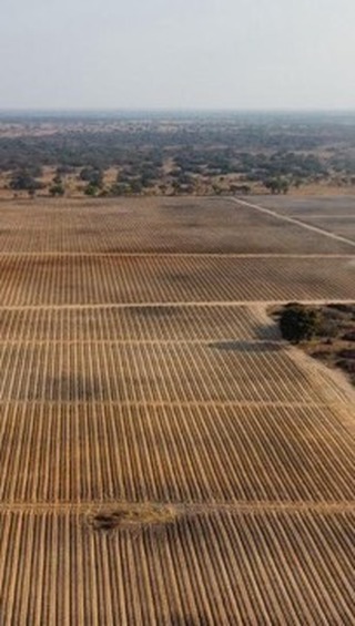 Footage from one our farmers showing you that, yes, our Lozino Tobacco Ridger is as good as we claim for precision agriculture. 🫡
#lozino #agriculture #farming #zimbabwe🇿🇼