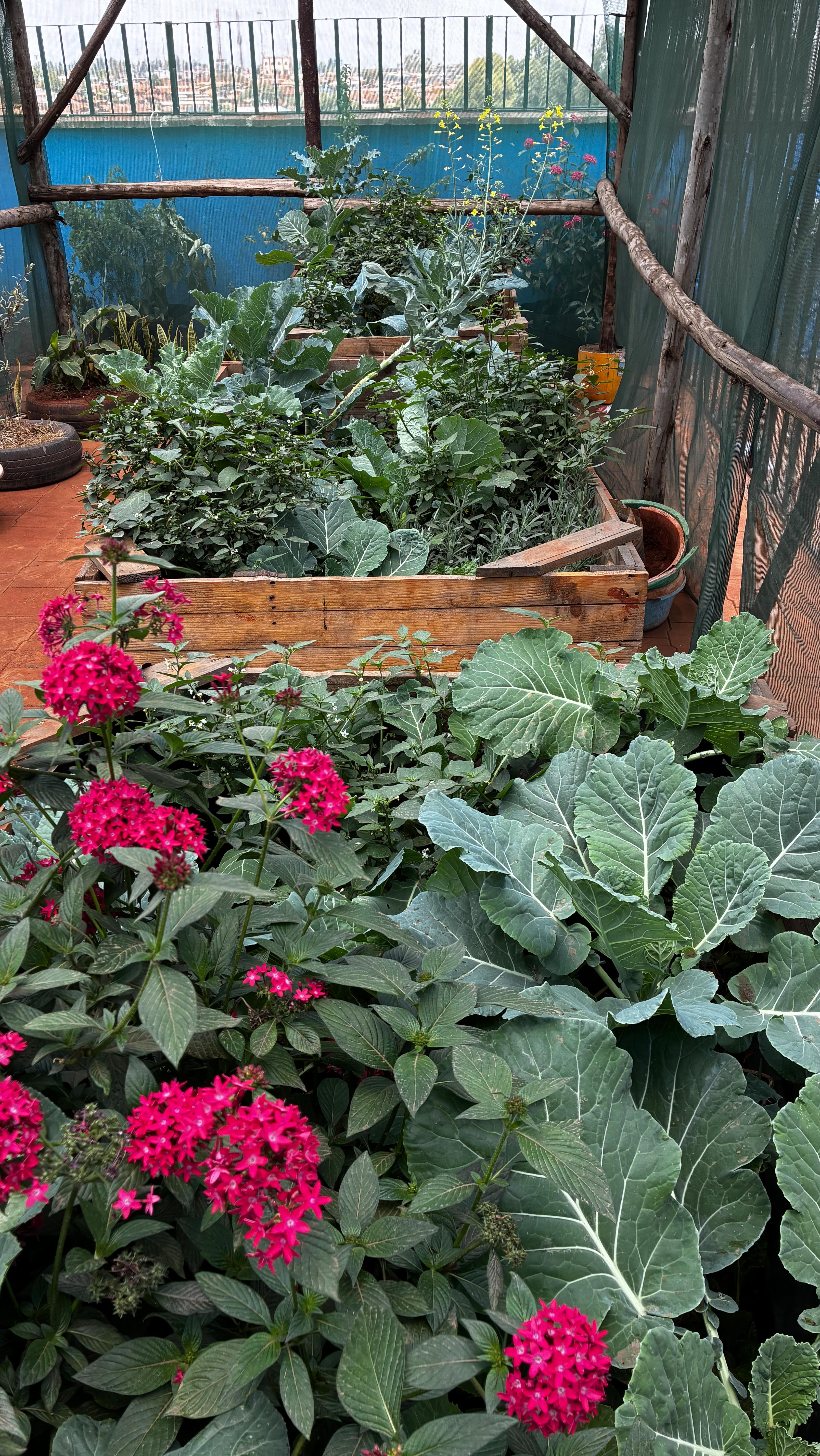 Kicked off our first intro to permaculture session with the amazing faculty at @shofco Kibera Girls School! 🌿🙌
Earlier this year, we helped establish their rooftop kitchen garden with @goodnaturedlearning, and it’s now overflowing with diverse produce!!!
Today, the teachers identified a new ground-level space beside their “Paw Paw Classroom” and suggested turning it into another full garden, not just fruit trees. 💡 Brilliant! We immediately shifted the session into a hands-on design practical, clearing, mapping, and dreaming it into a full food forest.
We then toured the rooftop gardens, shared tips, and introduced them to new plant, seed, and tree varieties to expand their food forests and raised beds.
There’s something powerful about getting teachers excited about growing food. Because when the adults fall in love with the process, the students will follow. L📚🌾💦🐝🪻🥬 🌳
Learning doesn’t just happen inside classrooms, sometimes it sprouts right outside the door and we need to encourage this! 🙌🙌