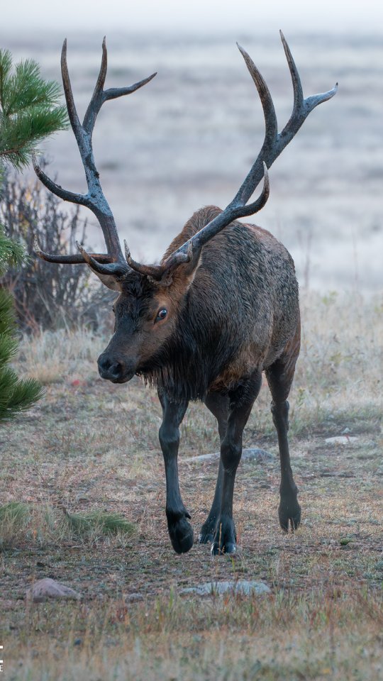 Two bull elk square off during a heated battle between several bulls competing for a large harem. These bulls kept bushes and trees between them to help negate injure but still show their dominance.
What an amazing display of power! Check out a few past videos for more fight action.
Video by @ascwildlife
.
.
.
#wildlifephotography #elk #elkrut #rmnp #coloradowildlife #colorado