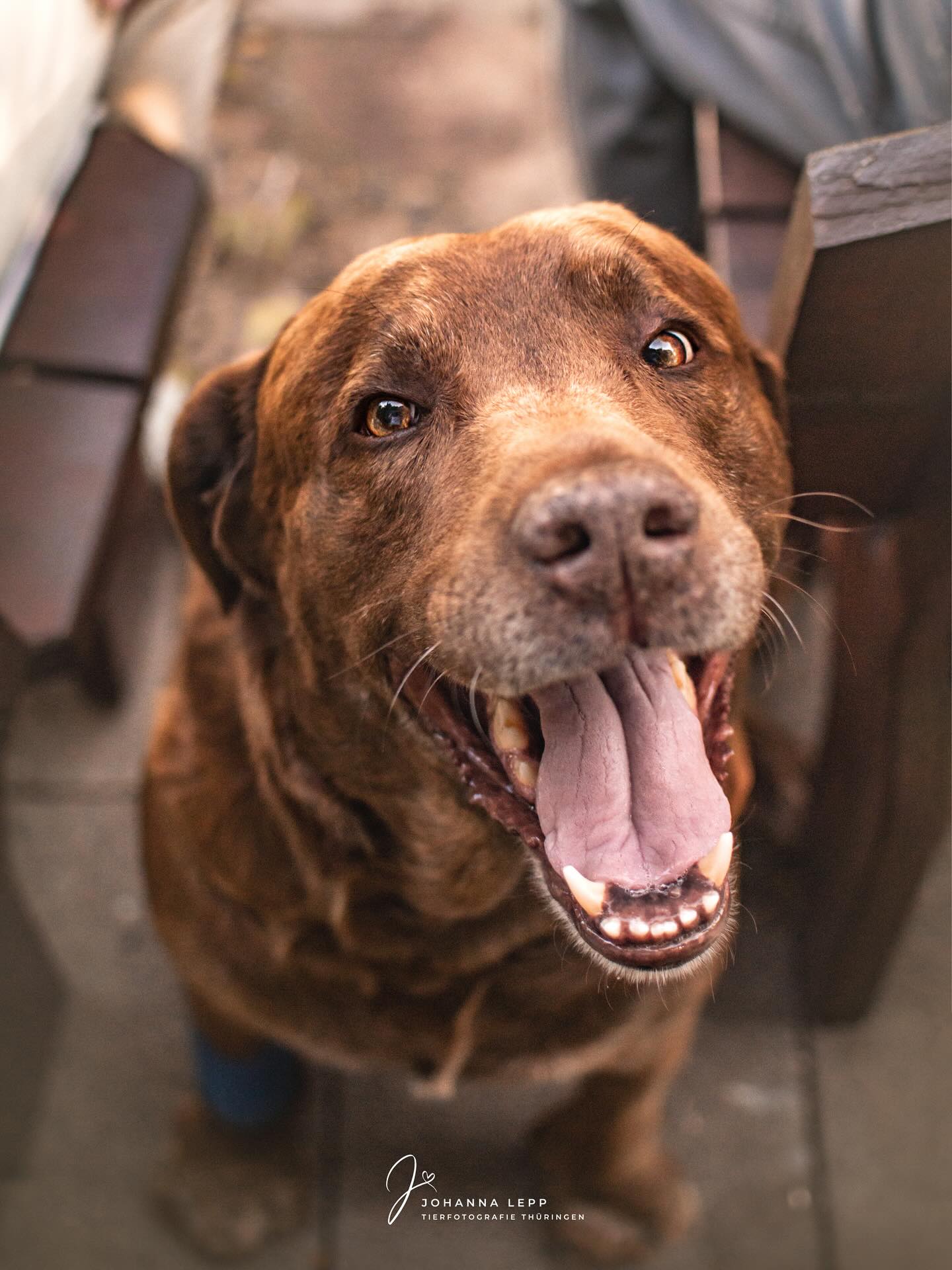 ☀️
•
Du hast Fragen oder möchtest direkt ein Shooting buchen? Meld dich gern 🌸
📧 info@tierfotografie-thueringen.de
💻 www.tierfotografie-thueringen.de
#hundefotografie #tierfotografie #thüringen #labrador