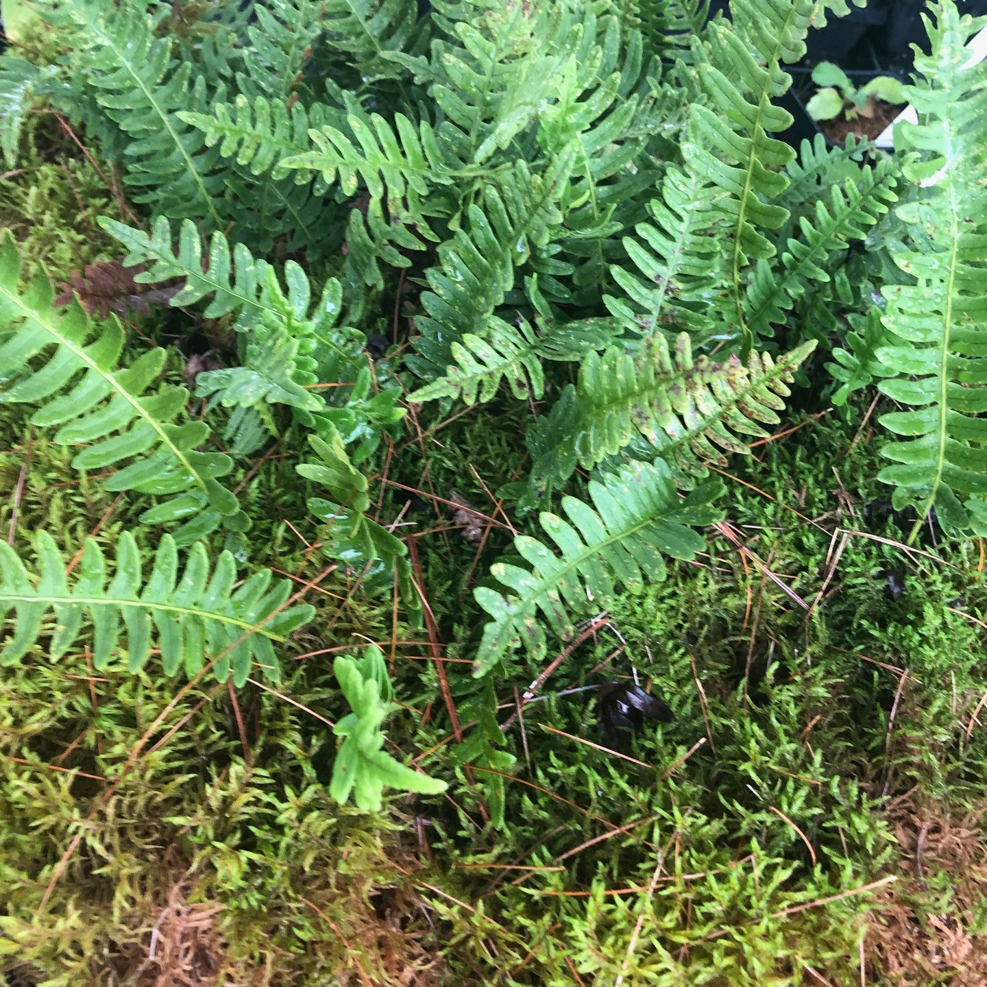 Bring a piece of the forest into your garden with the
Rock Cap Fern! Polypodium virginianum🌿
This evergreen fern thrives in shaded areas, offering timeless beauty all year round. Grown at our northern research and propagation site on the banks of the Severn River. Hardy and low-maintenance, it is perfect for naturalizing shaded gardens, tucking into rock walls, or creating woodland accents where other plants may struggle.
#RockCapFern #Gardening #PlantLovers#PolypodiumVirginianum #NativeFern #CapRockFern #RockyWoodlands #EcologicalRestoration #HabitatRestoration #NativePlants #WoodlandGarden #Rewilding #Biodiversity #ShadeGarden #ForestFloor #OriginNativePlants #SevernRiver