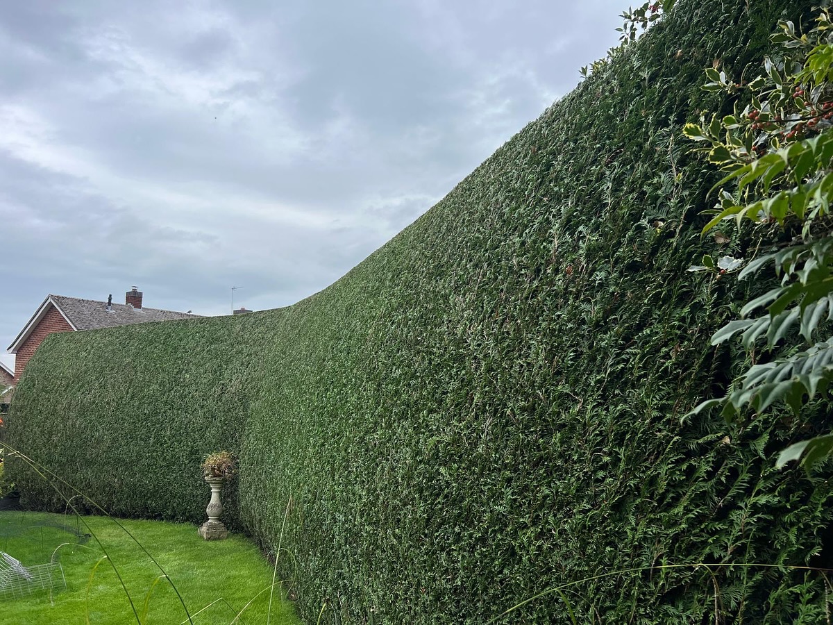 🌿✨ Lovely Saturday morning job today – getting this conifer hedge all trimmed up!
Such a satisfying hedge to cut – comes up super crisp with the sharpened electric hedge cutter. 🔌✂️ The finish is just brilliant! 💯👌
#HedgeTrimming #GardenCare #ConiferHedge #SharpFinish #GardenMaintenance #SaturdayVibes #CrispCut #GreenSpaces #HedgeCutting #GardenLife 🌳💚