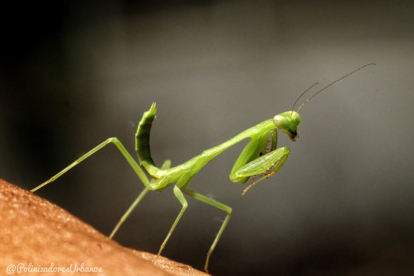 La mantis es depredadora por naturaleza, en este caso me toco verla posarse cerca de las flores esperando algun insecto desprevenido.
Ellas comen abejas y mariposas, pero aun así son bienvenidas en mis jardines como toda la fauna nativa que los visita.
Así como comen abejas también son controladoras de plagas y poblaciones de otros insectos, los depredadores son parte escencial de nuestros ecosistemas y debemos aprender a respetarlos.
Un animal no es "malo" porque coma a otro, simplemente así es la cadena trófica y cada parte de esta es importante y necesaria.
Cuidemos a nuestra diversidad de insectos 🐛
#JardinesPolinizadores #educacionambiental #biodiversidad #insectos