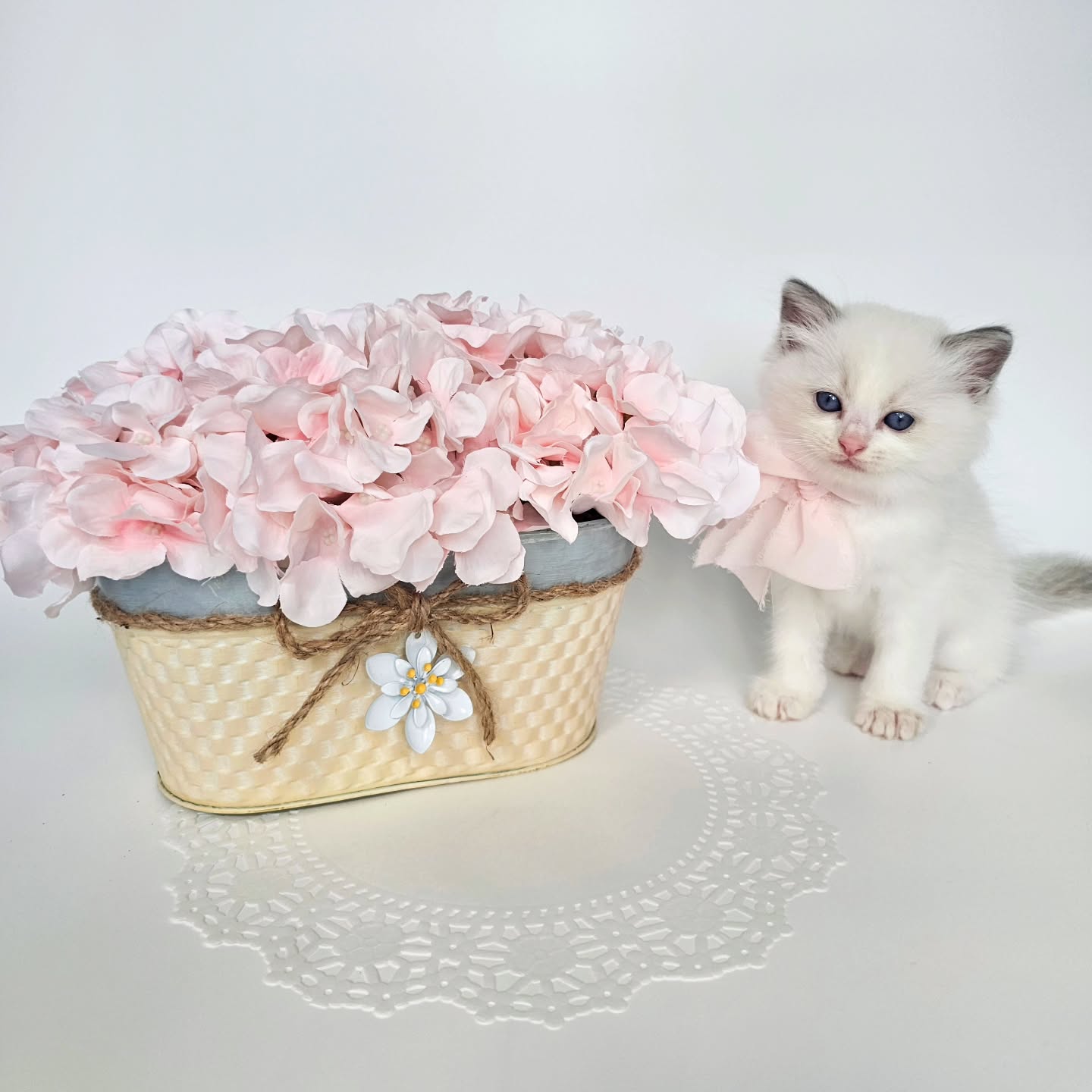 🌷🐾This little one is softer than the flowers beside her 💕😻
#ragdollssarasota #kittensinflorida #ragdollsforsale #adoptlove #petlovers #ragdollsmiami #kittenloveforever