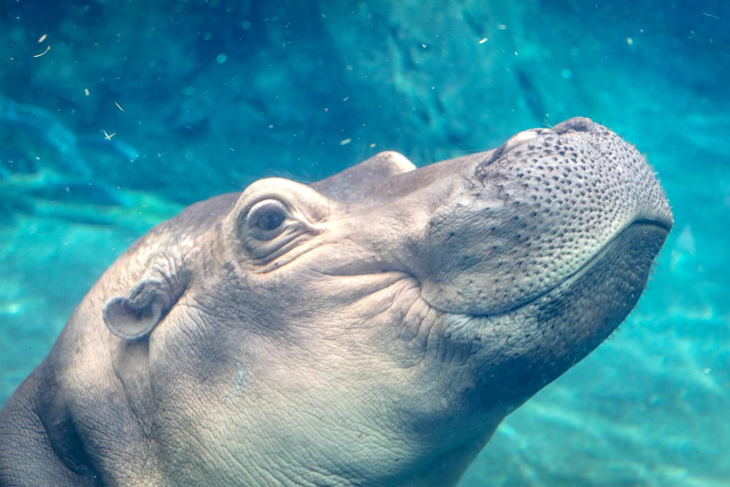 My sister and I had so much fun last weekend at the zoo. 🦛 #fionahippo #cincinnatizoo #hippo #zoo #sisters #janecampart