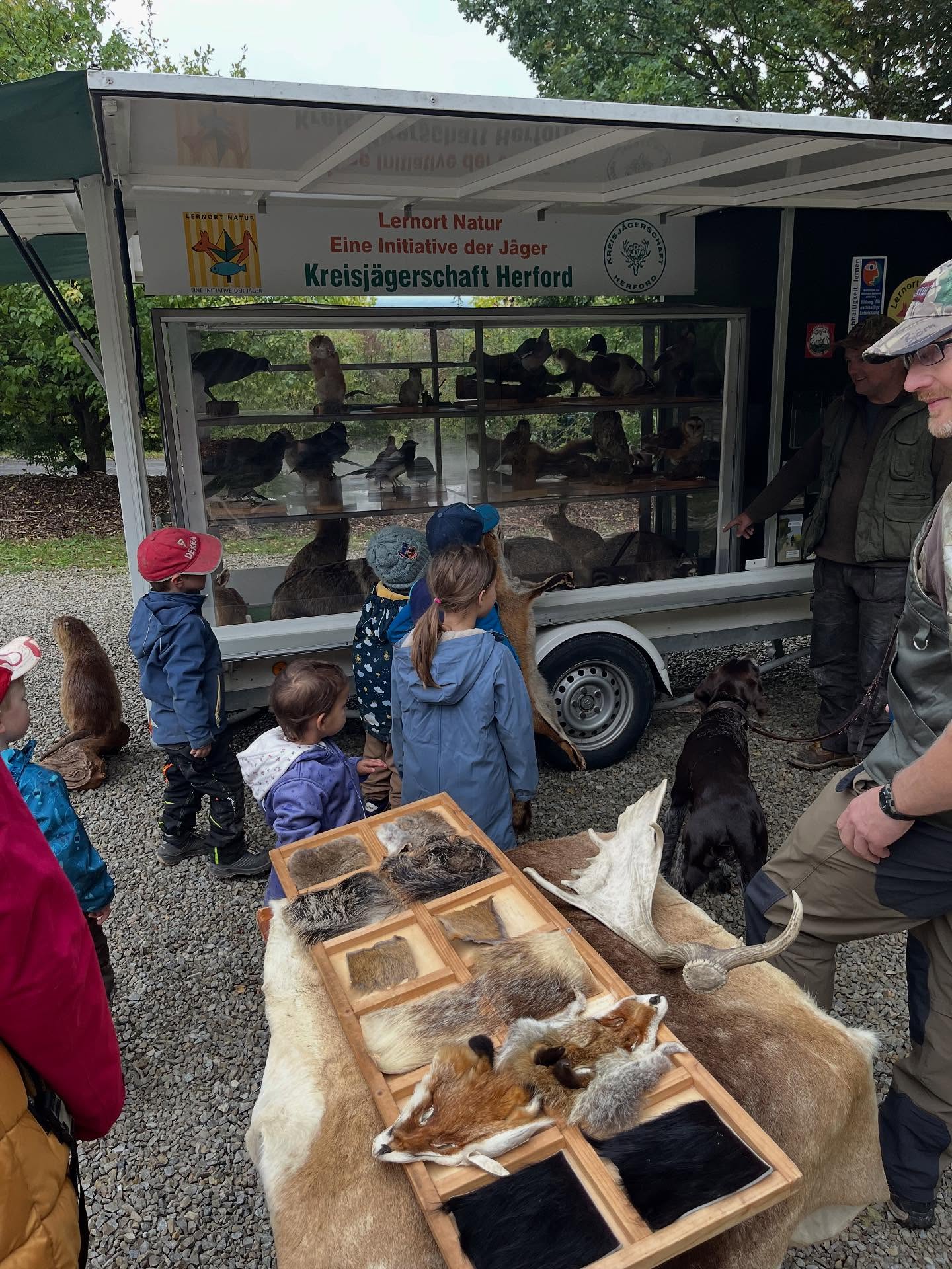 Letzte Woche fanden die Waldjugendspiele des Kreis Herfords statt. Es kamen verschiedene 4. Klassen, um an den Spielen teilzunehmen. Auch die Käferbande war dabei, einige Aufgaben haben wir ausgelassen, da sie wie gesagt für viel ältere Kinder ausgelegt waren. Die Kinder hatten sehr viel Spaß und haben auch alle Aufgaben richtig bearbeitet. Sehr spannend war auch der Wagen der Jäger, hier konnten die Kinder auch mit ihrem Vorwissen glänzen… 😉
#wald #waldkindergarten #waldkita #waldkindergartenliebe #waldkinder #vlotho #kinder #jäger #kreisherford #naturnah