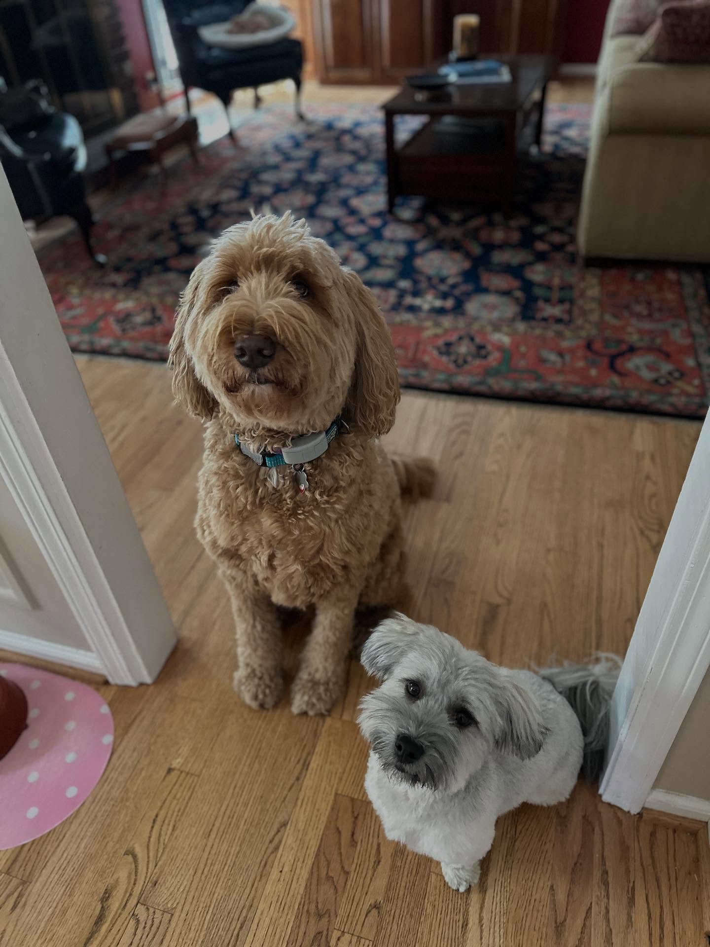 All behavioral rehab must involve socialization. If it can’t, it ain’t.