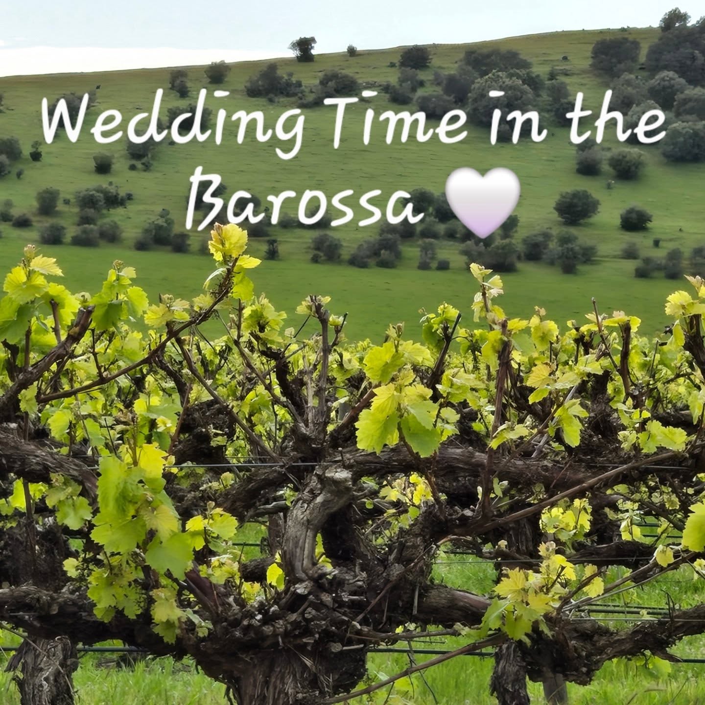 The Barossa is especially gorgeous at this time of year..... for a wedding, it is just perfect - Saturday was a stunning day !
@ceremonies_with_natalie
#barossabridal
#barossacelebrant
#celebrantsouthaustralia