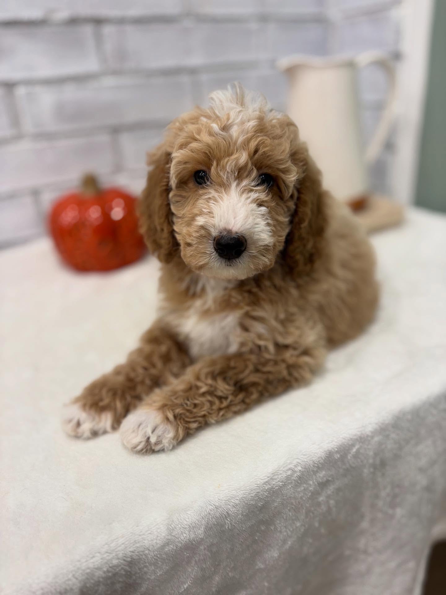 Teddy bear 🧸 #bernersofinstagram #dogs #puppies #puppiesofinstagram #miniberenedoodles #doodles #floridabernedoodle