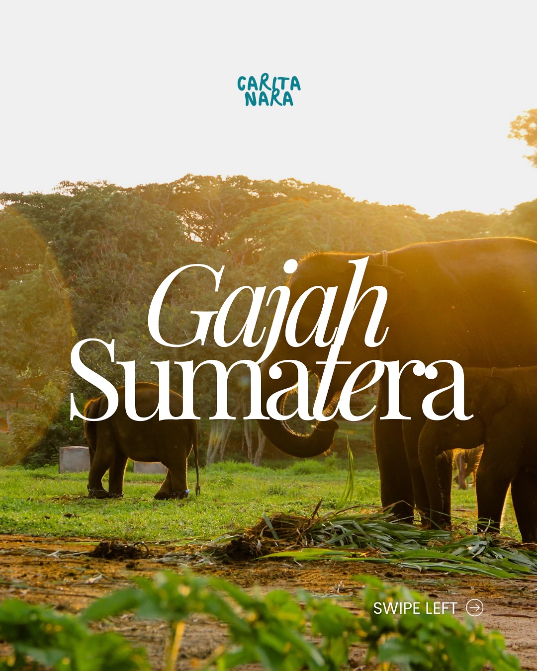 The Sumatran elephant is Indonesia’s one and only native giant. For thousands of years, these gentle giants have roamed the rainforests, river valleys, and swamps of Sumatra, shaping the land with ancient paths. They are more than wildlife; they are living symbols of Sumatra’s soul.
Today, fewer than 1,400 remain in the wild. Classified as Critically Endangered since 2011, Sumatran elephants face shrinking forests, conflict with humans, and the threat of poaching. Yet, hope still exists. In places like Way Kambas in Lampung, Tangkahan in North Sumatra, and Tesso Nilo National Park, conservation efforts give them a fighting chance.
Every encounter with a Sumatran elephant is not just tourism. It is a reminder of survival in motion and a bond between humans and nature that must be protected. By supporting conservation, you help ensure that these giants remain more than just a memory, but a living legacy for generations to come.
Let’s meet them with Carita Nara. DM us for more info!
#SumatranElephant #GajahSumatera #SaveSumatranElephants #EndangeredSpecies #IndonesiaWildlife #EcoTravel #SustainableTourism #SumatraTravel #VisitIndonesia #NatureConservation #WildlifeIndonesia #WayKambas #TessoNilo #GajahDomang #GajahNisa