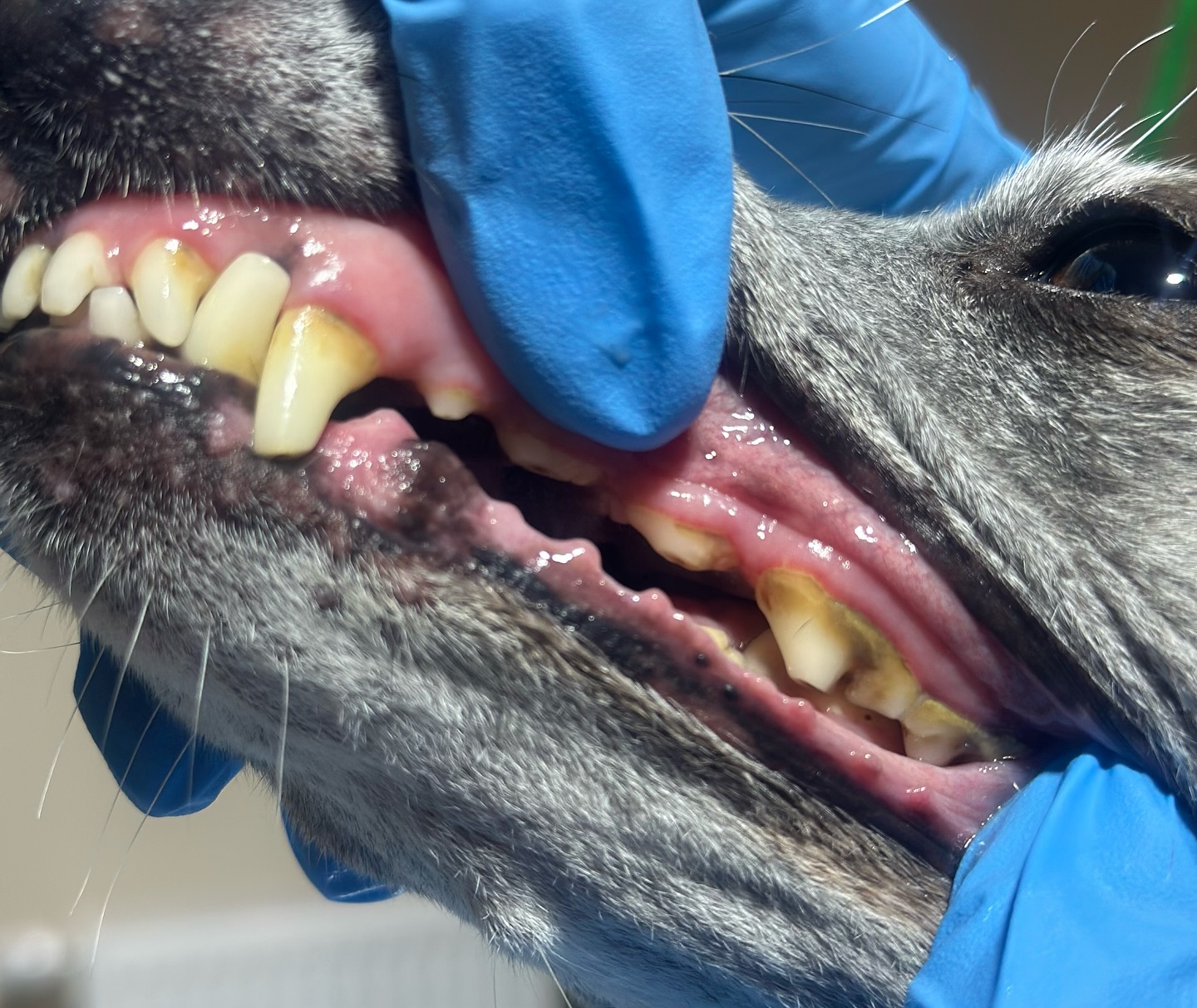 🦷Strahlendes Hunde-Lächeln gefällig? ✨
Ab sofort bieten wir die kosmetische Zahnreinigung für Hunde an – ganz ohne Narkose, völlig schmerzfrei und super entspannt. 💕
Dein Vierbeiner kann sich zurücklehnen, während wir sanft Ablagerungen lösen und so die Maulhygiene unterstützen.
👉 Regelmäßig 3–4 Mal im Jahr empfohlen
👉 Dauer: bis zu 60 Minuten
👉 Direkt online buchbar
Weil gesunde Zähne genauso wichtig sind wie ein gepflegtes Fell. 💖🐕
hundefriseurköln #hundezahnpflege #hundeglück #hundelächeln #zahnpflegehund #hundefreunde #hundepflege #hundeliebe #fellnase #hundefotografie #hundeaufinstagram #pfotenliebe #vierbeiner #hundecommunity #hundefriseur