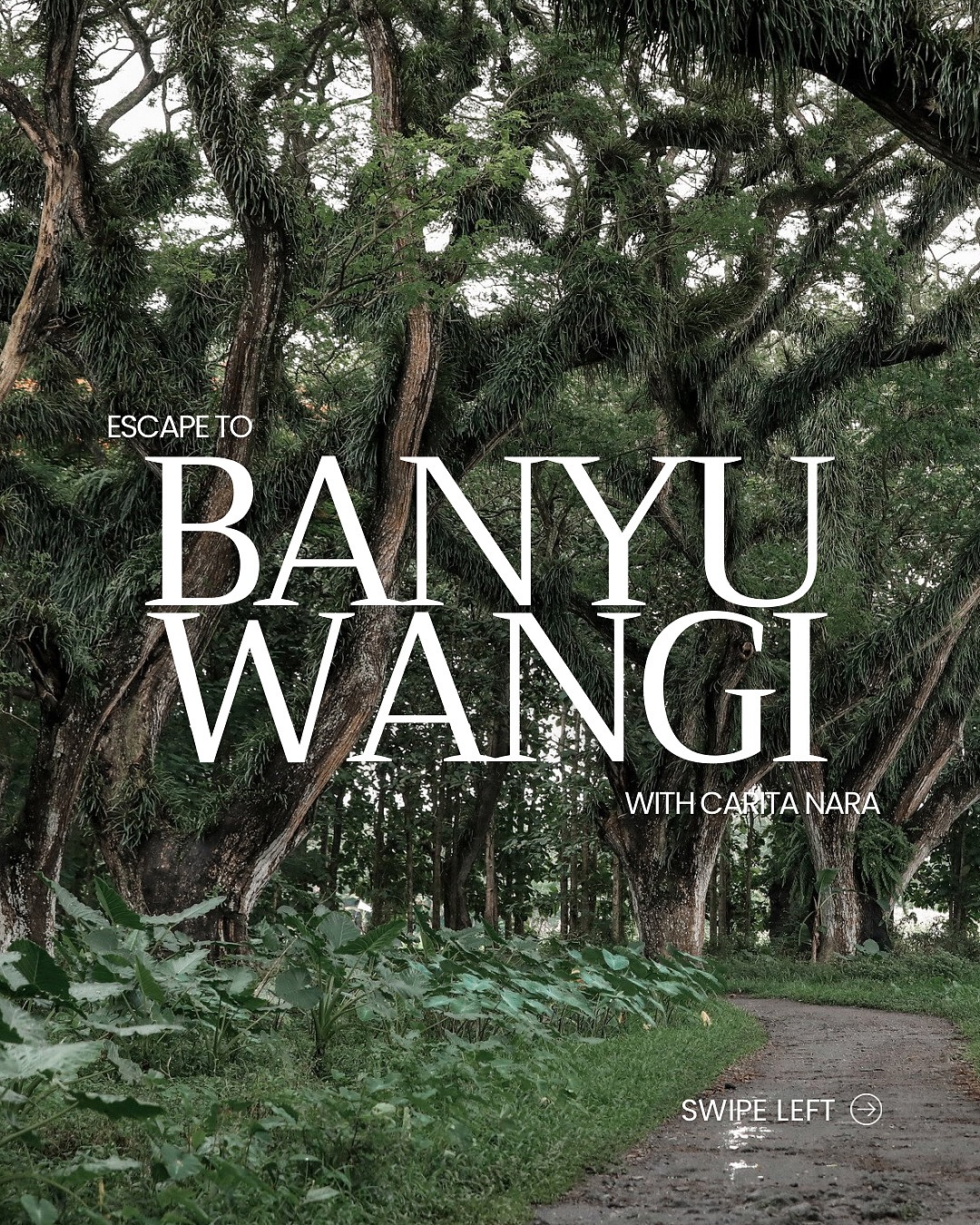 Escape to Banyuwangi, the Sunrise of Java.
Located on the eastern tip of Java, Banyuwangi is more than a gateway to Bali—it’s a destination full of natural wonders and cultural treasures.
Witness the surreal Ijen Crater with its world-famous blue fire, explore the wild savannas of Baluran National Park, and wander through the fairytale-like Djawatan Forest. Discover untouched beaches like Pulau Merah and Teluk Hijau, and immerse yourself in traditional dances and rituals that bring the spirit of Java to life.
Banyuwangi is not just a stop—it’s where adventure, nature, and culture meet. Perfect for travelers seeking Indonesia’s hidden gems.
Let’s travel to Banyuwangi with Carita Nara!
#Banyuwangi #VisitBanyuwangi #SunriseOfJava #IjenCrater #BlueFireIjen #BaluranNationalPark #DjawatanForest #PulauMerah #TelukHijau #JavaTravel #WonderfulIndonesia #ExploreJava #HiddenGemsIndonesia #NatureIndonesia #AdventureIndonesia #CulturalTravel