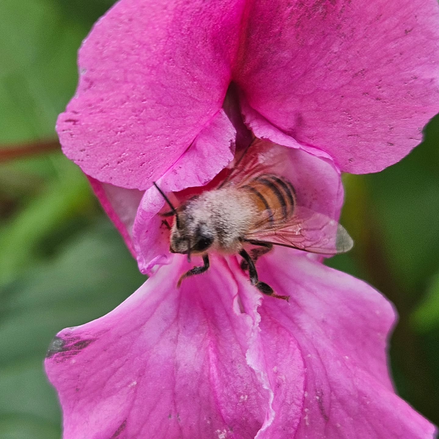 Still worth exploring the baslam. Won't be around long so make hay while the sun shines.
#derwenthoney #bees #honey #yorksmallbusiness #softset #york #yorkshirebeesforsale #beesforsale