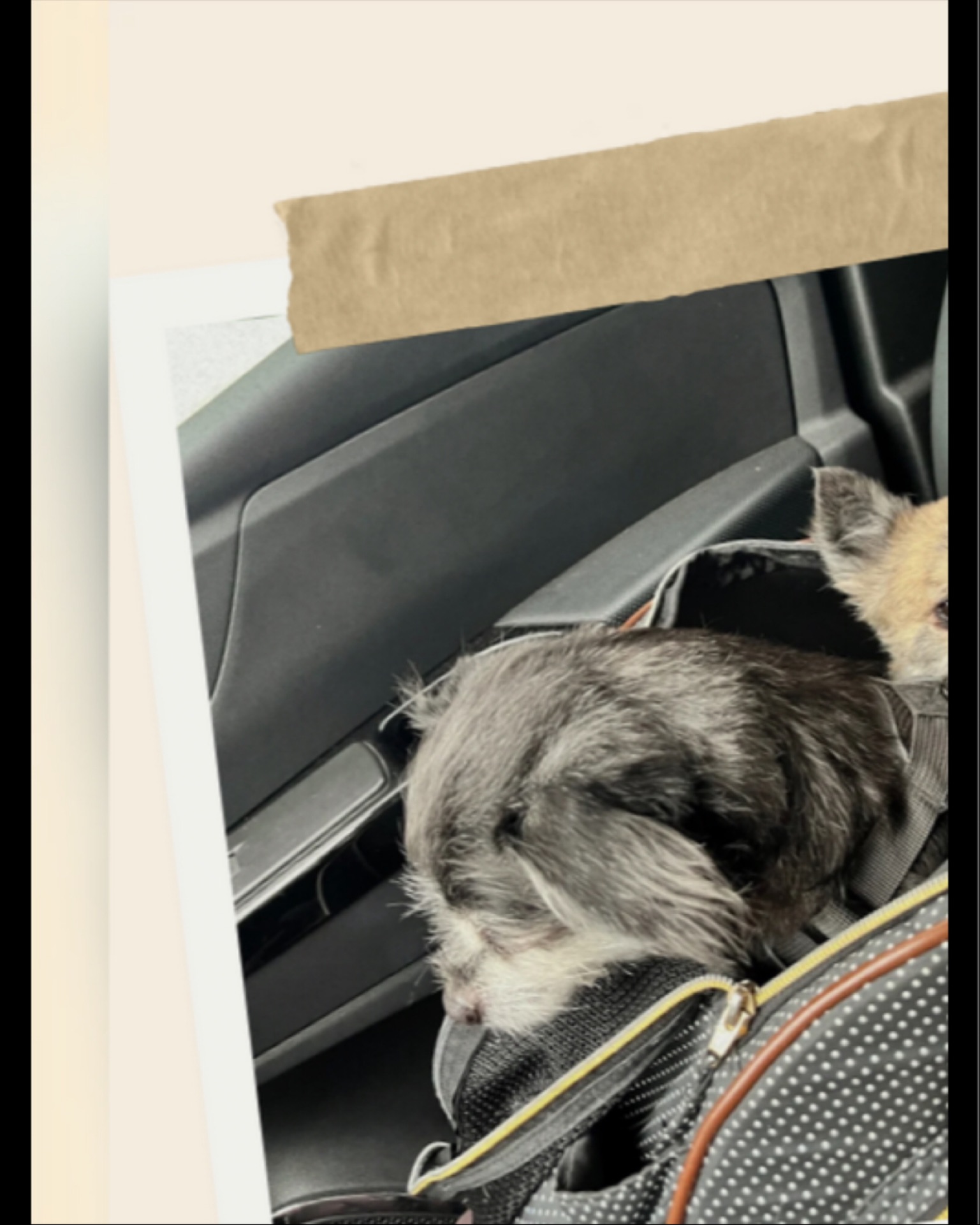 💛 Nelson, le mini cœur sur pattes ! 💛
Derrière ses grands yeux timides et ses petites pattes tremblotantes, se cache… un estomac sans fond 🍗😋 !
Toujours prêt à troquer un bisou contre une friandise, Nelson n’a pourtant d’yeux que pour sa douce Chaï 💘.
Un vrai romantique, version pocket-size 🐶🌸 : petit par la taille, mais immense par l’amour… et l’appétit ! 🍪❤️
#chihuahua #belgiumdoggos #petstagram #petsitterbruxelles #brussels #uccle #etterbeek #ixelles #dogod PetSittingBrussels #PetSitterBruxelles #DogLoversBrussels #PetsOfBrussels #DogFriendlyBrussels #ChienHeureuxBruxelles #AnimalLoversBelgium #CrapuloussClub
PetSittingLife #DogCareBrussels #GarderieAnimaux #DogSittingLife #PromenadeChiens #DogLovers #HappyPets #PetCare
