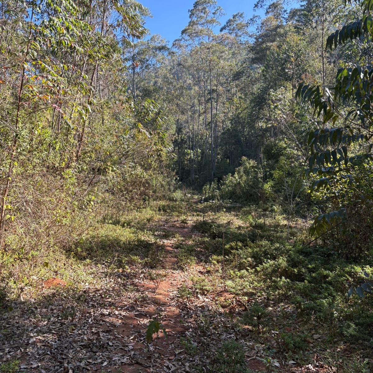 ÁREA COM 7 HECTARES COM ÓTIMA LOCALIZAÇÃO
Fazenda com ótima localização com acesso pela rodovia asfaltada de Wenceslau Brás. No Bairro da Barreira em Delfim Moreira, divisa com o estado de São Paulo.
Com metragem de aproximadamente 7Hectares , com várias baixadas planas, e sua área montanhosa não muito íngrime, contendo eucalipto a ponto de corte e com brotos novos. Possui nascente, e com uma vista Maravilhosa da Serra da Mantiqueira.
Com ótimo valor, excelente oportunidade de compra.
Documentação toda atualizada, com Georeferenciamento registrado.
R$500.000,00