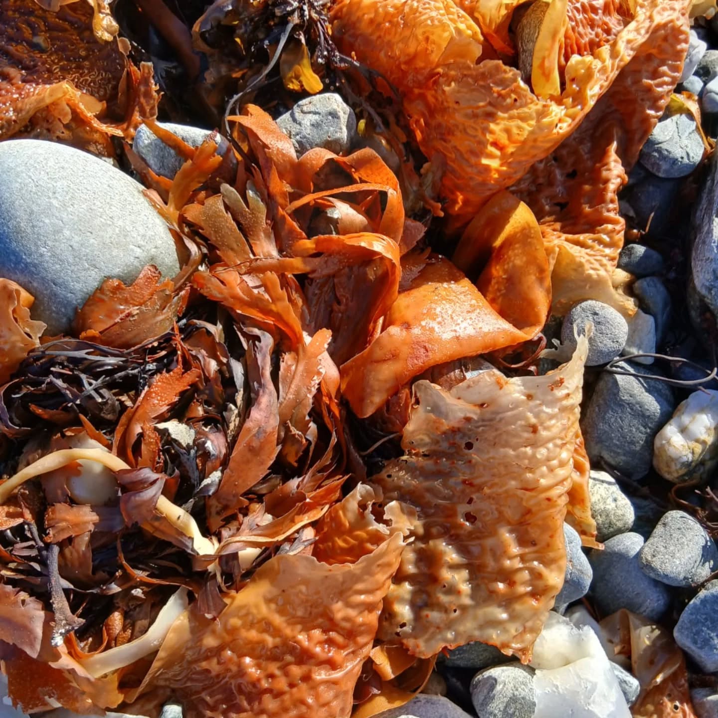 Such colour on the shore today, photo from @marielouiseheffernan Join in our survey and you too can marvel at what's on your shore whilst collecting important data. Check out our website coastwatch.org.