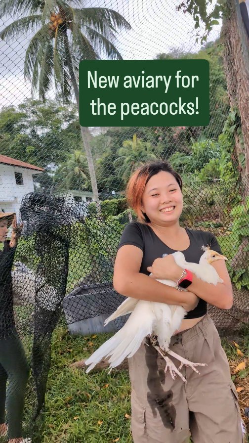 Their prior aviary was just 2x2m, so we bought a 15m long fish net and draped it across some trees to create this!