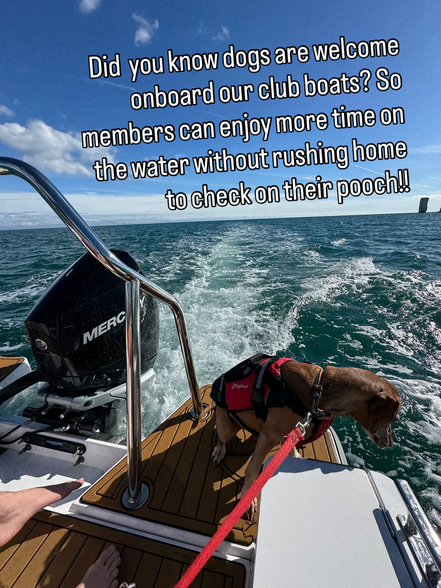 A great bonus for all dog-loving boaters… 🐾 At New Wave Club, pooches are welcome on board every one of our boats! That means members can enjoy a full day out exploring beautiful Poole Harbour without having to rush home to check on their four-legged friends. 🐕⚓️
Because adventures are always better when shared with your best mate. 💙
✨ Ready to make memories on the water with your pup? Join the club today!
#NewWaveClub #PooleHarbour #BoatLife #LifeOnTheWater #BoatingLifestyle #DogsOnBoats #PupsOnBoard #DogFriendlyBoating #AdventureWithDogs #PetsWelcome #WeekendOnTheWater #SeaTheDay #MakeWaves #FreedomToExplore #BoatDaysAreBetter #PawsOnDeck #DogFriendlyLifestyle #AdventureAwaits #LakeAndSeaLife #DogLoversClub