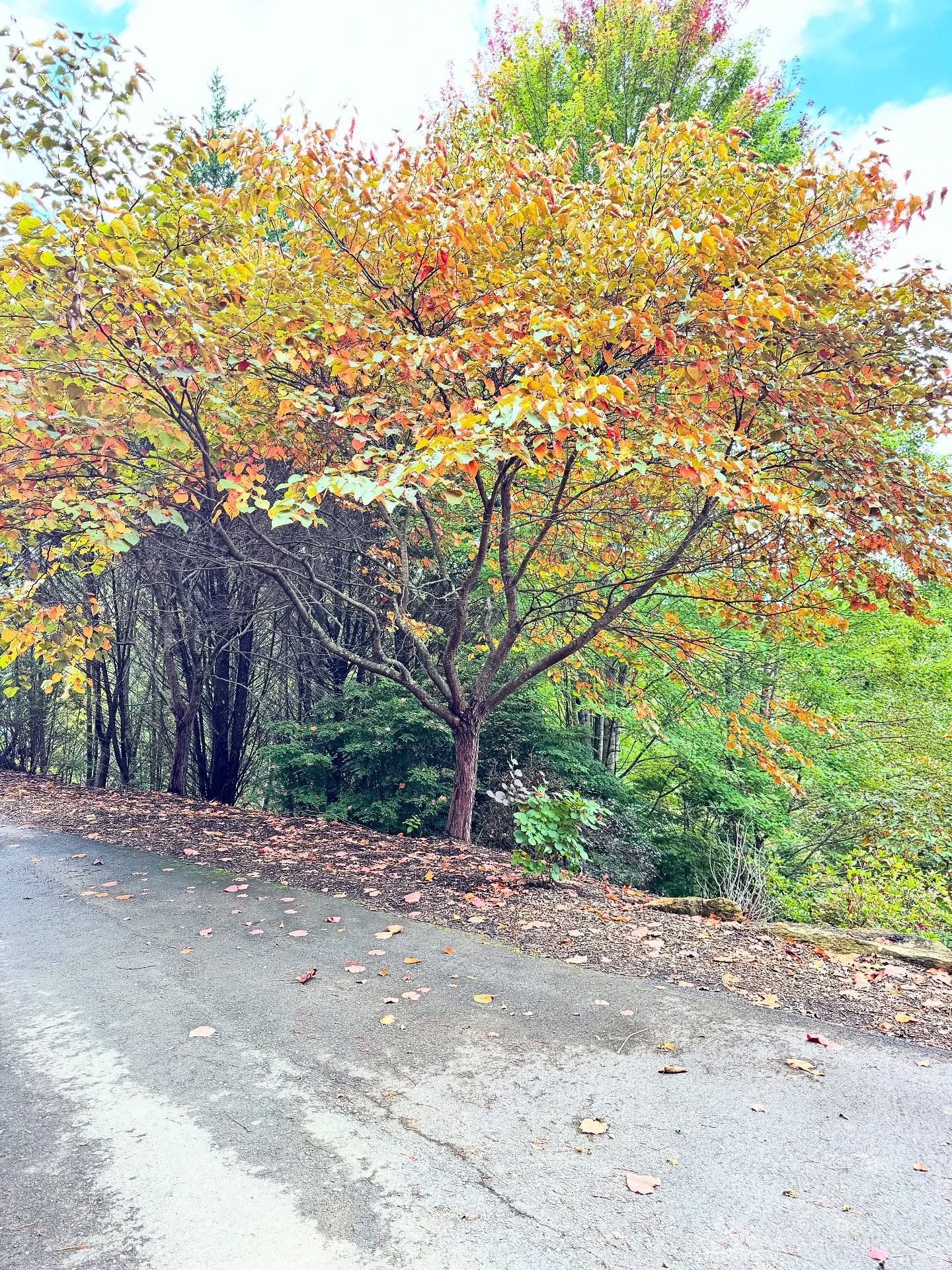 Hi Fall, we’ve been waiting for you. 🍁✨ #GIOIALodge