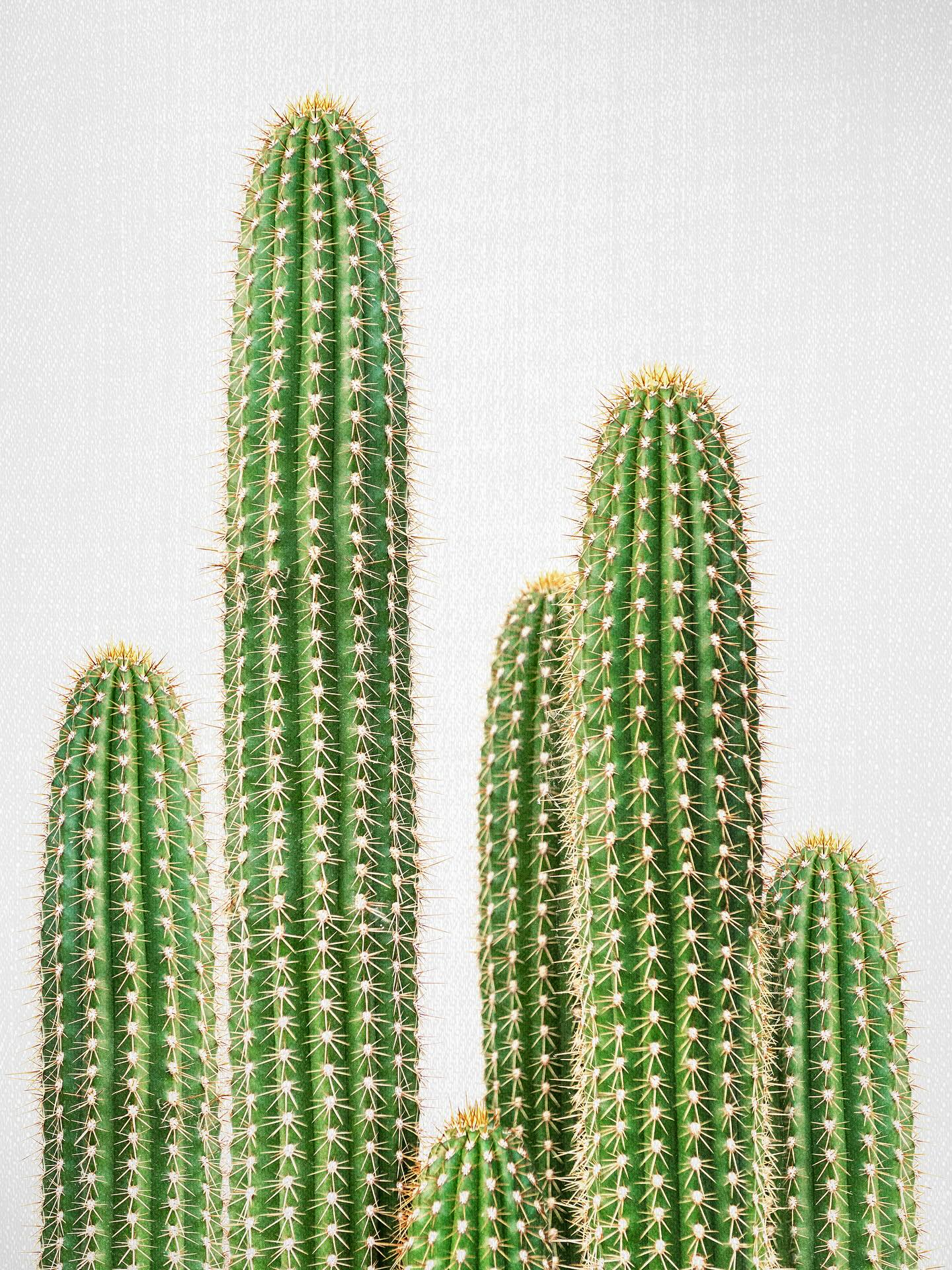 “Cactus 2” bathed in sunlight 🌵✨ This art print brings the beauty of desert landscapes into your home - no watering needed. A simple way to add warmth, texture, and a natural vibe to your favorite corner.