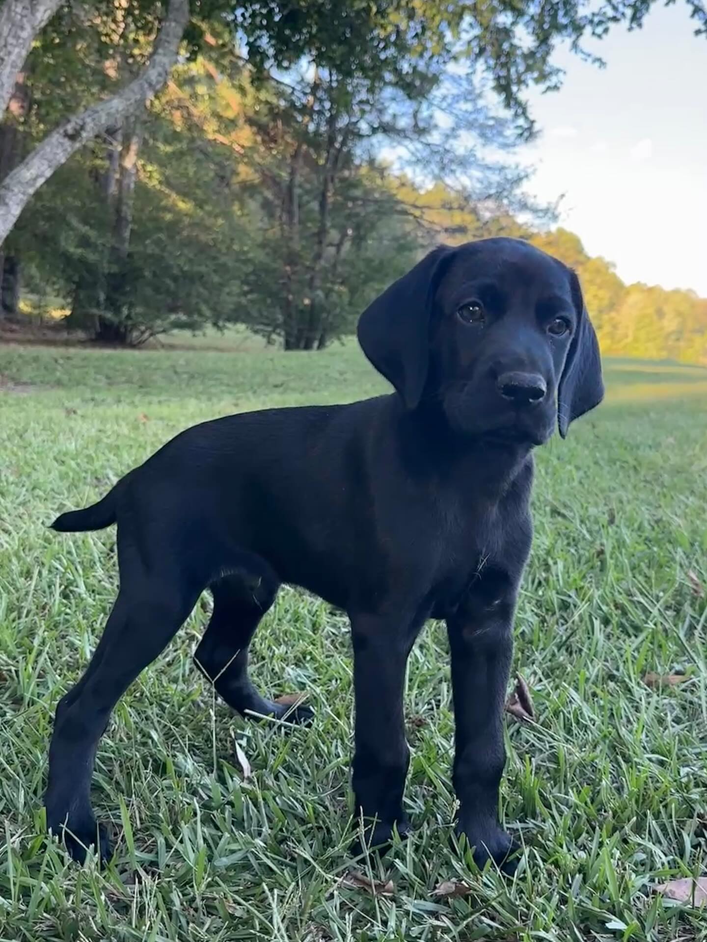 This guy is the last available GSP pup from Schillings Katching Firebird x Diamond Larry. Great bloodline & temperament. Reach out if you’re interested.
.
.
.
#akcbreeder #schillingsgundogslitter #sgdlitter #sgdlitter_katch #germanshorthairpointer #germanshorthairedpointerpuppies