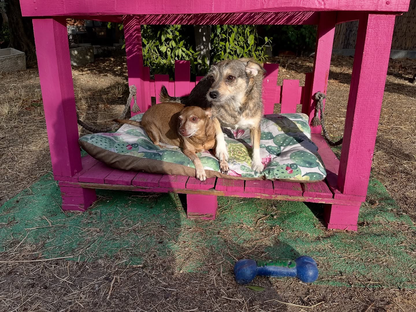 #cuidadoresdeperros #madrid #mascotas #españa #igersmadrid #perros #dogs #dogsofinstagram #perrospequeños #dogslife #dogfriend #fotosdeperros #comoencasa #vacaciones #doglover #pomeranian #chihuahua #caniche #bichón #bichonmaltes #shitzu #shitzulovers #pomerania #pomeraniaespaña #teckel #otoño