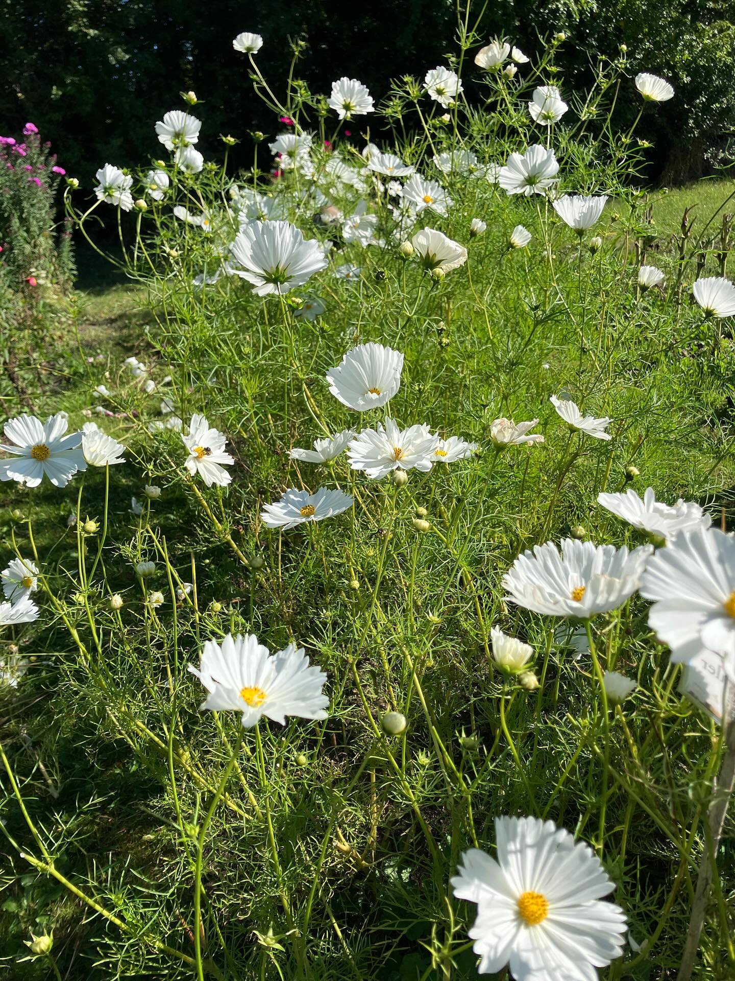 Det har været koldt de seneste par morgener, men der er stadig masser at plukke 😍
På den her årstid kan man også være heldig at finde en frøstand. Alle må tage frø helt gratis, vi garanterer ikke for noget, hverken spireevne eller hvordan blomsterne kommer til at se ud, men det er hyggeligt at samle frø 😘
Vores fokus lige nu er også på hvad vi skal have i rækkerne til næste år, hvad skal vi have af nyt, hvad skal blive osv. Vi er enige om at prøve at begrænse os 😆😅så langt så godt, vi ser om det holder 😜
Cosmos kommer helt sikkert igen, og solsikker, helt sikkert!
Kig forbi, og pluk sensommerblomster. Måske er I også heldige at se den fine Storplettet Perlemorsommerfugl som holder os med selskab for tiden 🦋