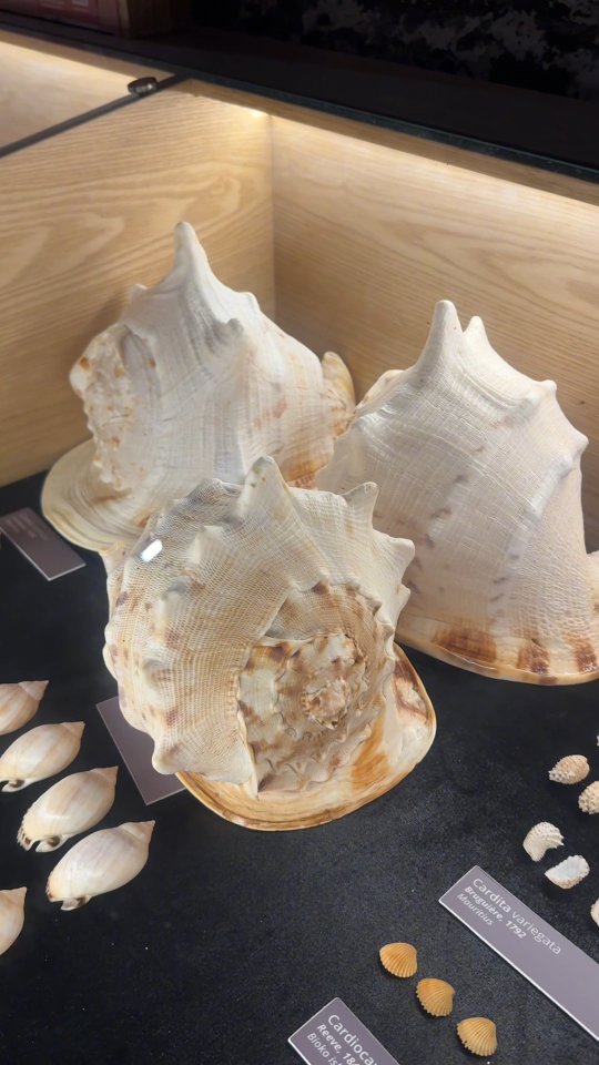 Explore the immersive world of seashells and sea-inspired treasures ð Education meets inspiration right here in Bel Ombre.
#worldofseashells #edutainment #localproducts #belombre