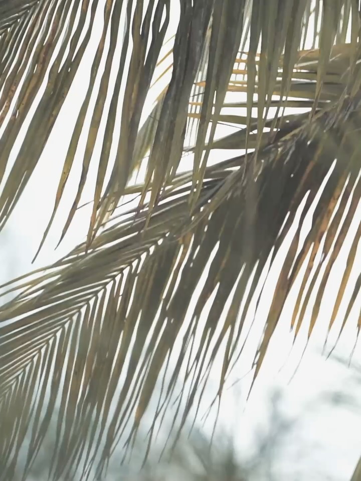 Opening night of our 5th Annual Santa Barbara Surf Film Festival is TONIGHT!
✨✨5:00- Meet &Greet w/ @lakeypeterson and 🎶 from @koamodisette_
✨✨Our main Show at 6pm is very close to being sold out so please buy your ticket soon if you’re planning to attend! ✨✨
✨✨9:30-Big White House Screening (You won’t want to miss this one!)
🍔 Don’t forget to grab a burger prior to the show at Islands Restaurant 🍔
✨A Huge thank you to our Sponsors & Supporters✨:
@waiakea @pacificstonegrown @islandsburgers @805beer @ucsblibrary @rodeoriviera @korshots @drinklmnt @montecitogourmet @healtheoceansb
@surfhappens @surfridersb @surfridersantabarbara #sbsurf #sbsff2025 #lobero #filmfestival