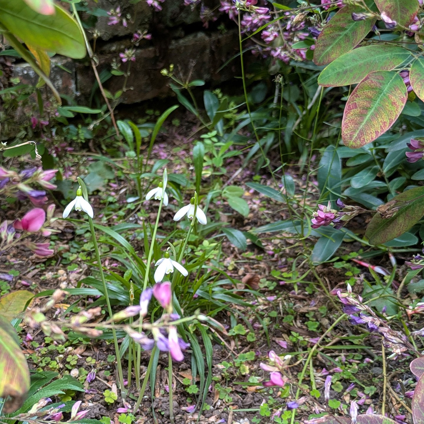 Galanthus reginae-olgae with a good form of Lespedeza thunbergii subsp. Formosa. An unlikely duo?